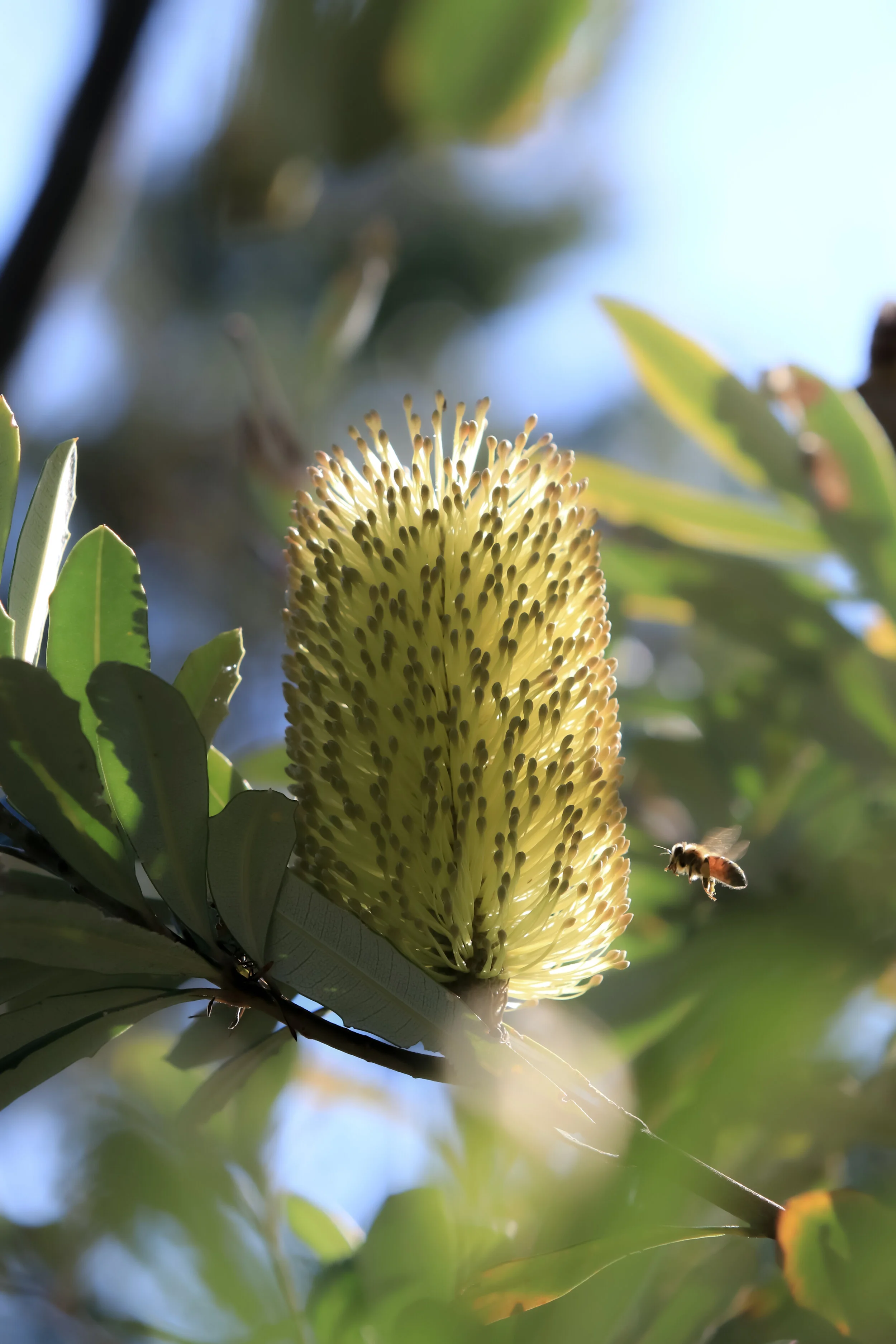   “Honey Bee Buzzing a Banksia Bloom”      Hawkes Bay, New Zealand 