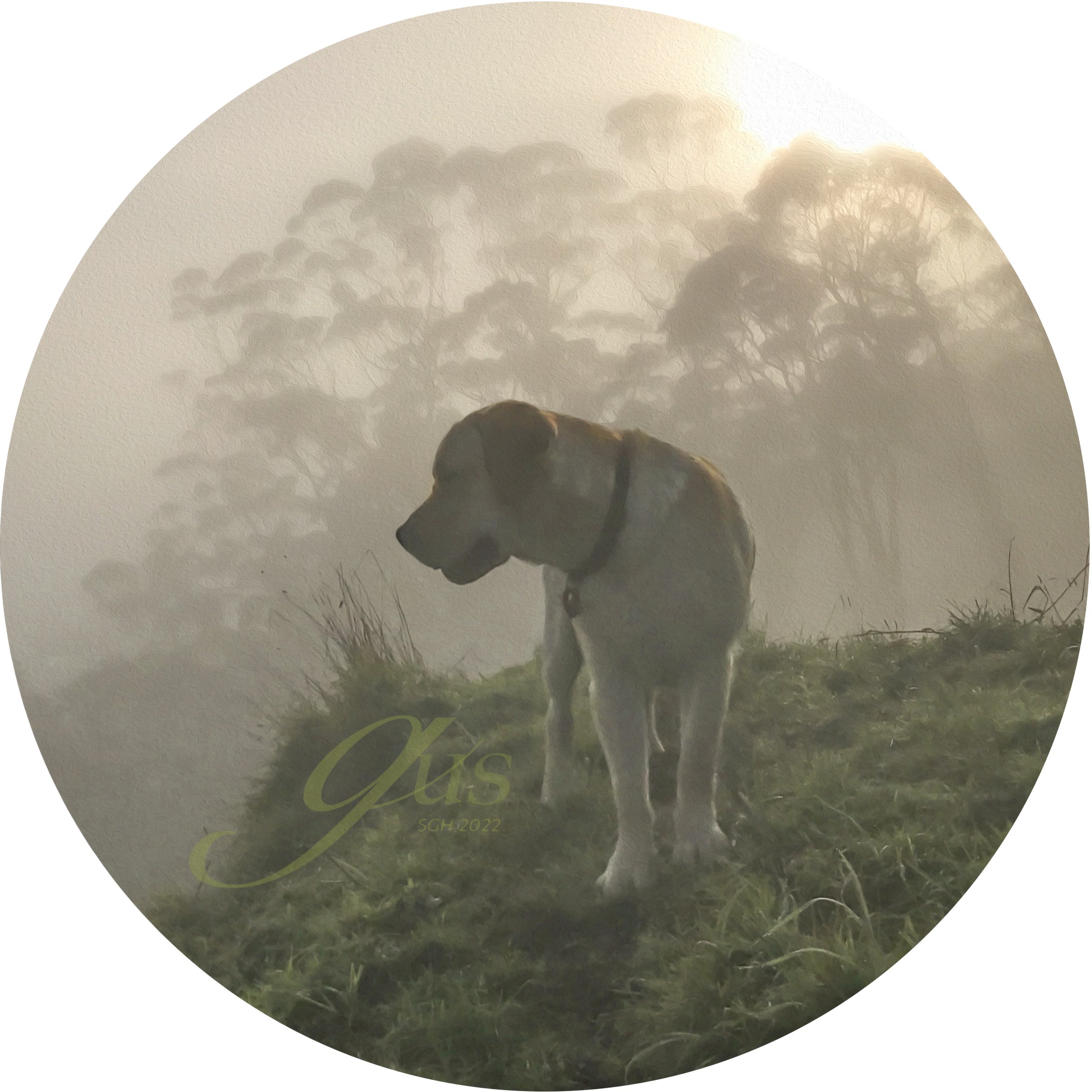    “Gus by the Gumtrees one Misty Dawn”    based on a photo by Susan Graber Hunsberger 