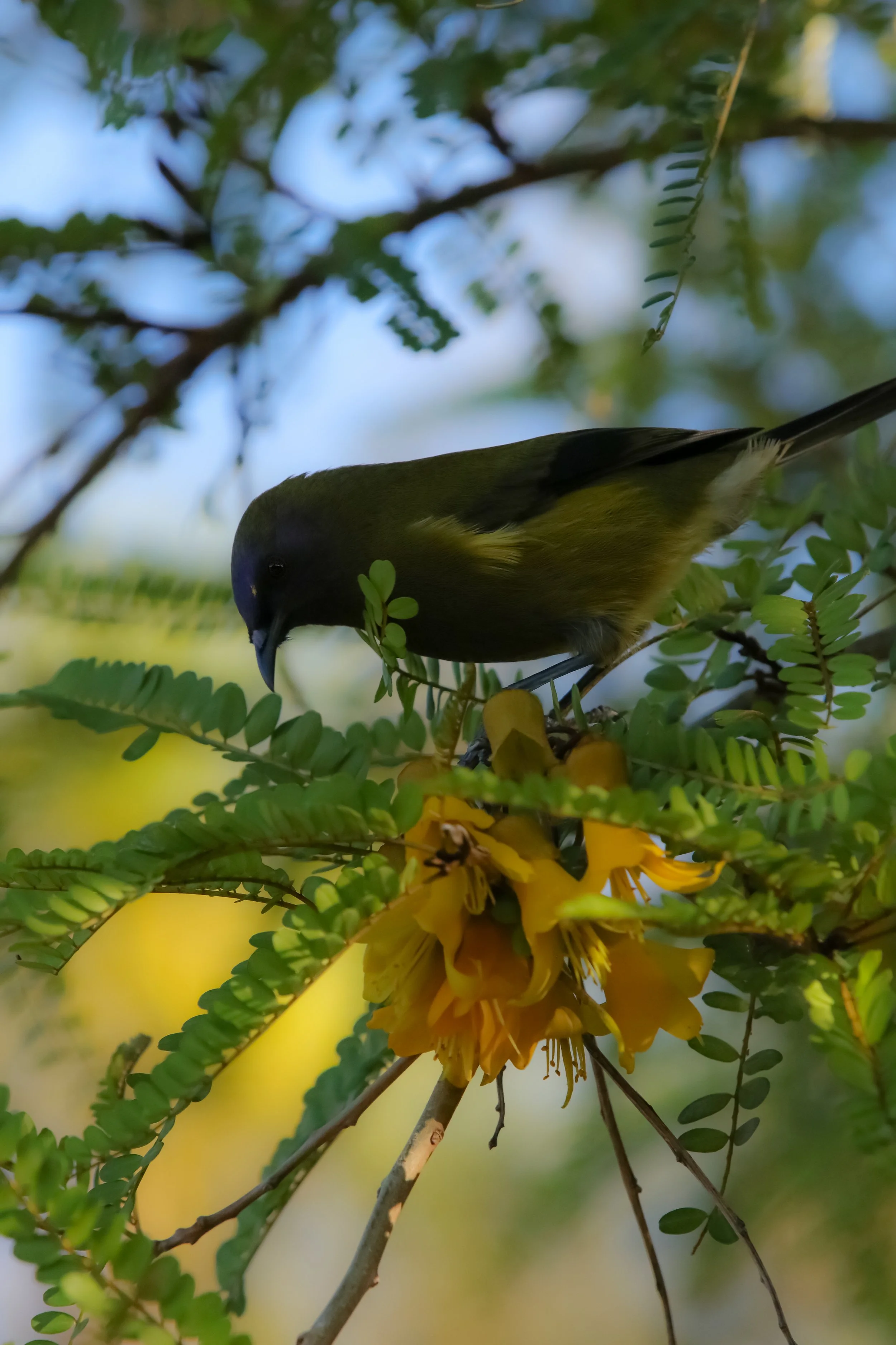    “Korimako (Bellbird) in the Kowhai Tree”    Hawkes Bay, New Zealand 