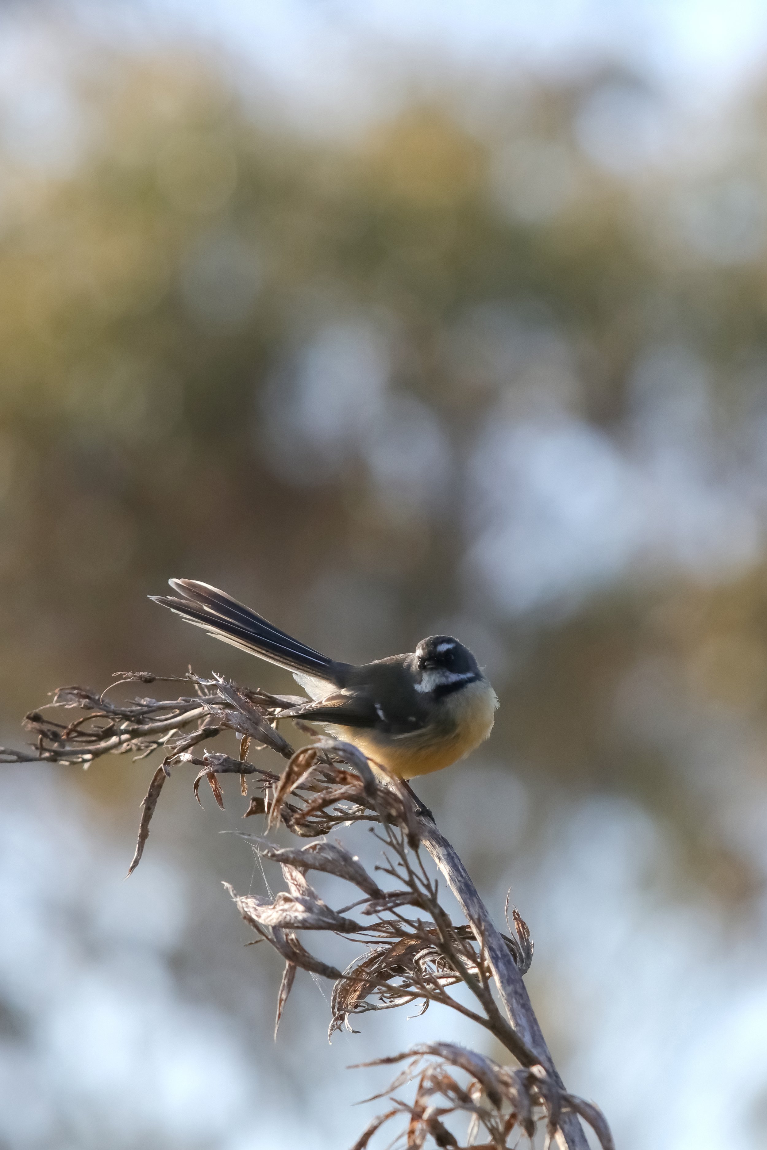    “Piwakawaka (Fantail) on Last Years Flax Bloom”    Hawkes Bay, New Zealand 