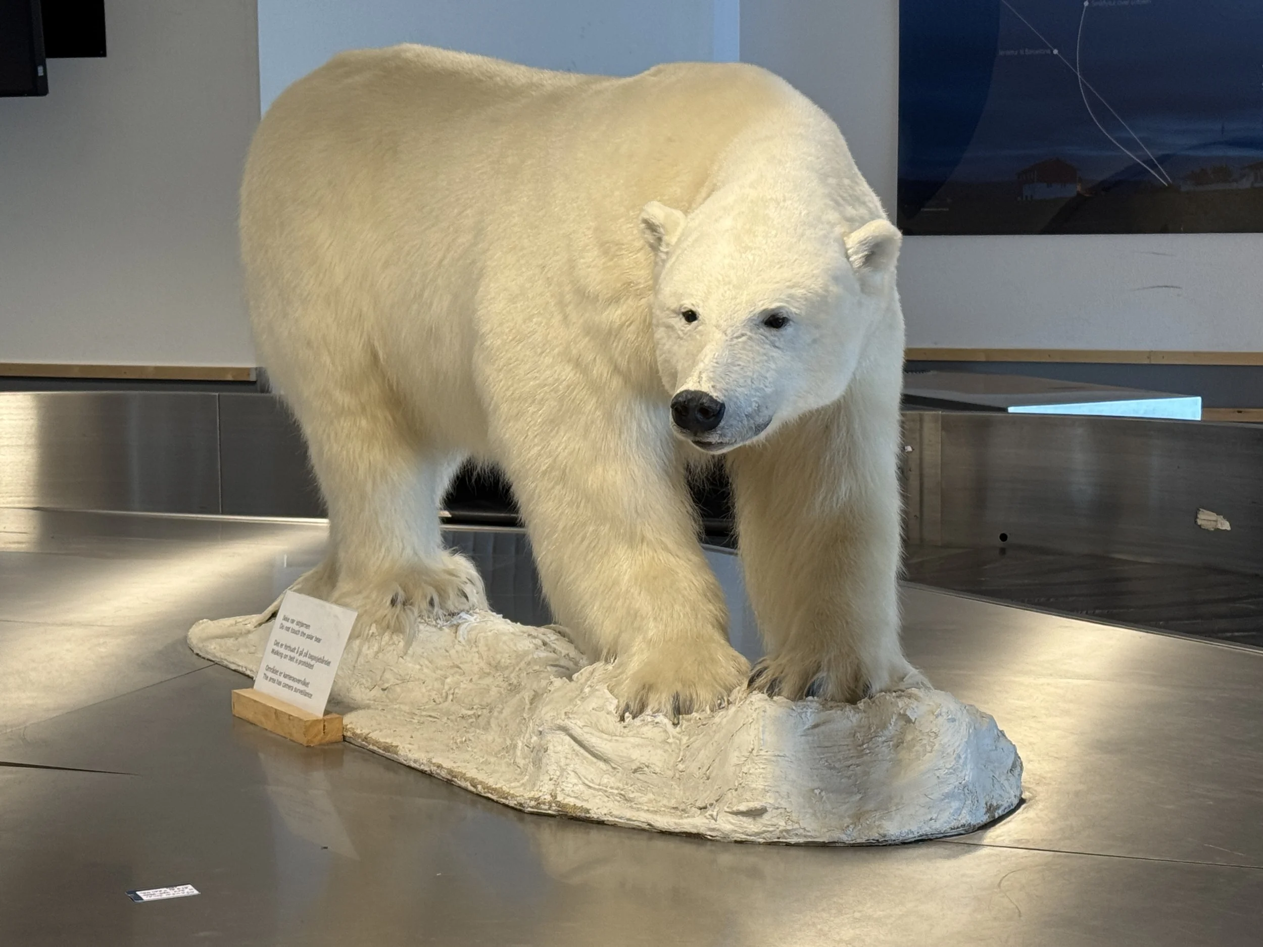 Entry 036: Day Zero, The Bear on the Belt