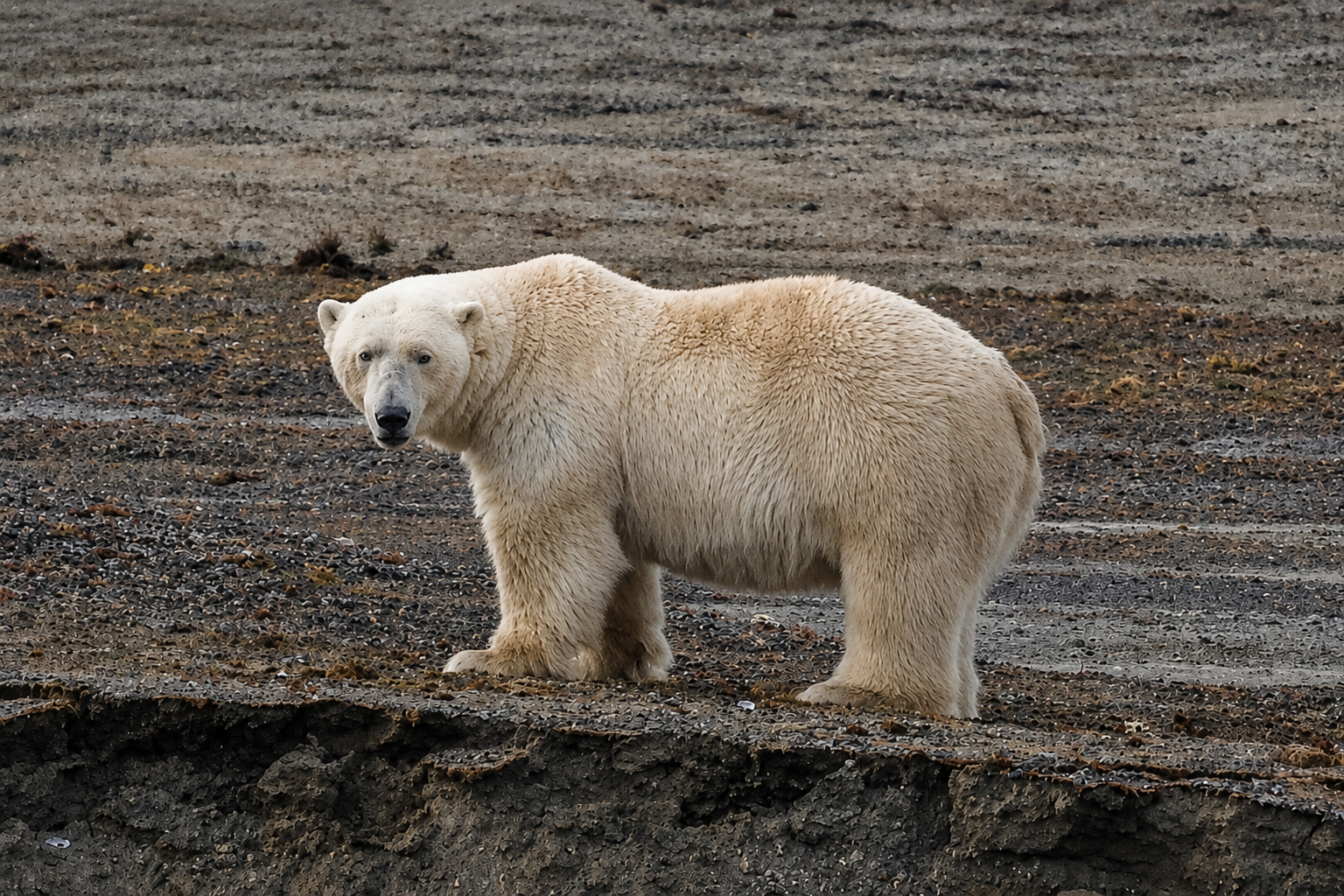 sharpbear.png