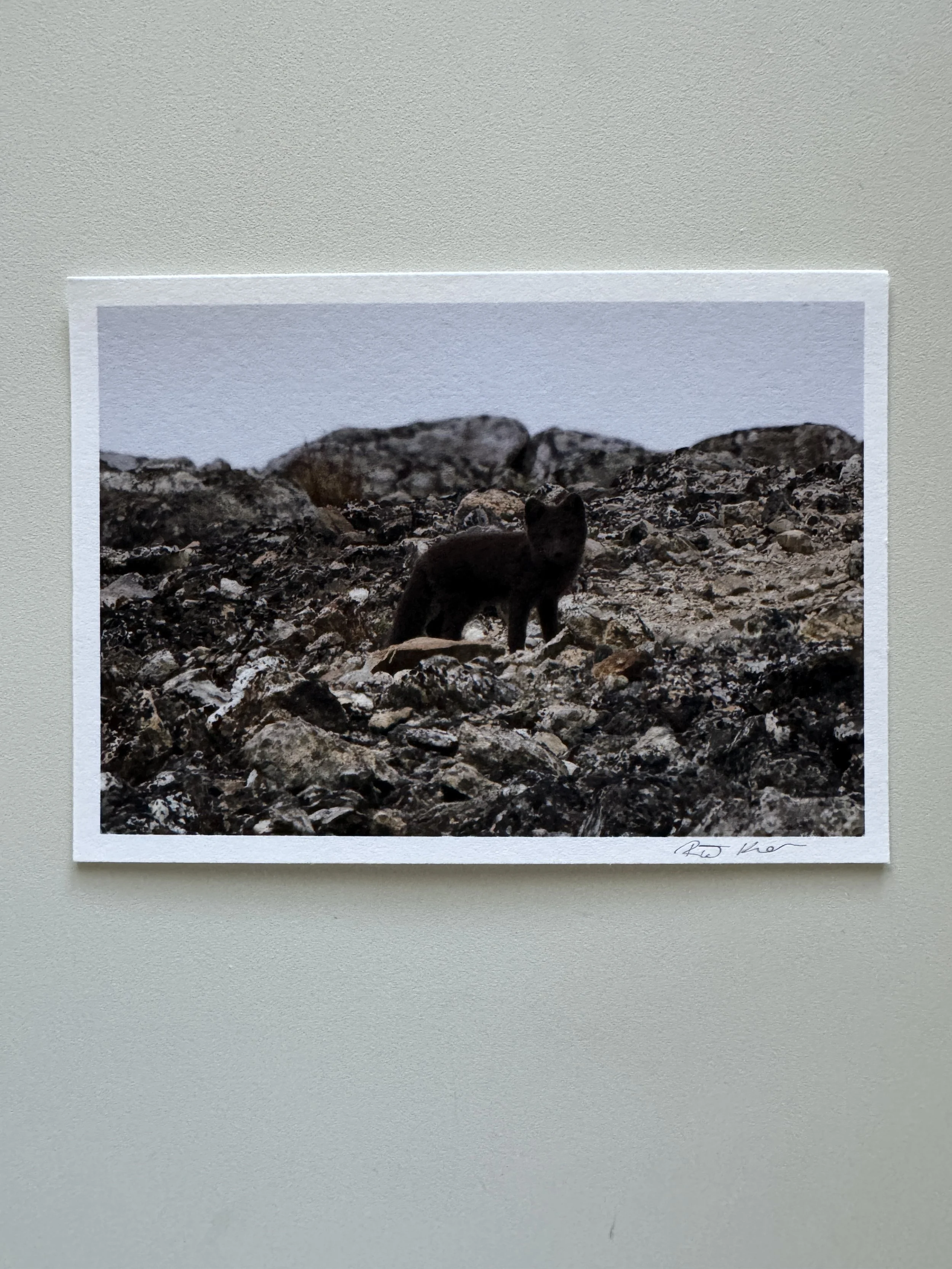 Arctic Blue Fox Cub | 5×7" archival fine art print, signed