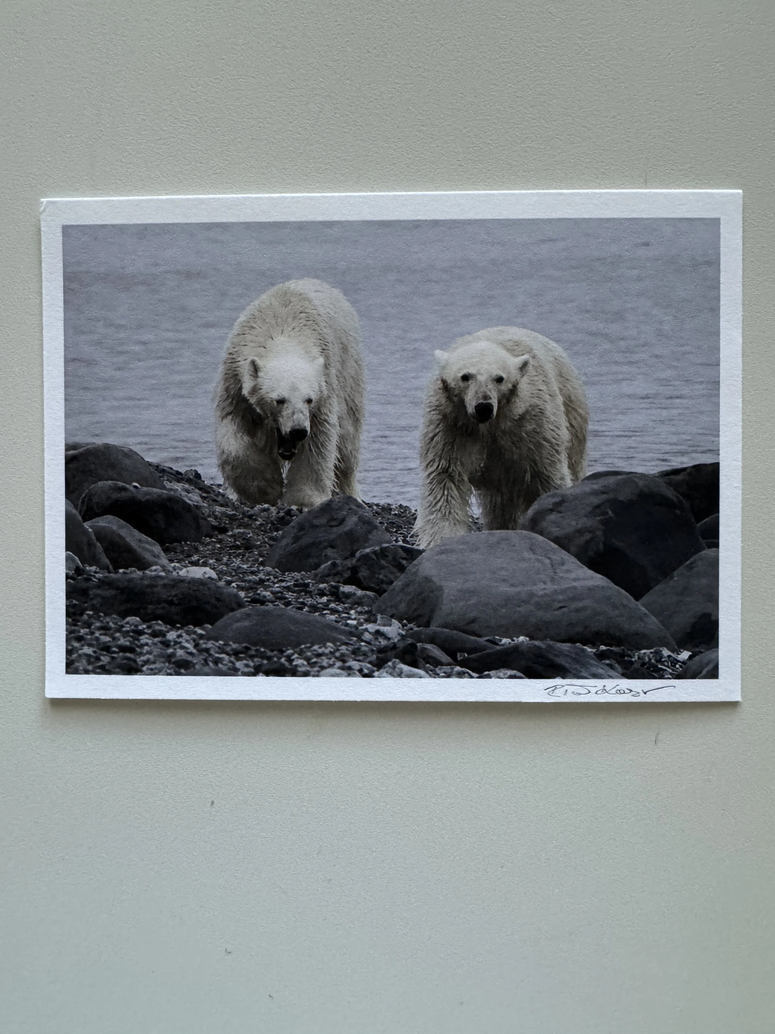 Polar Bear, Mom and Cub | 5×7" archival fine art print, signed