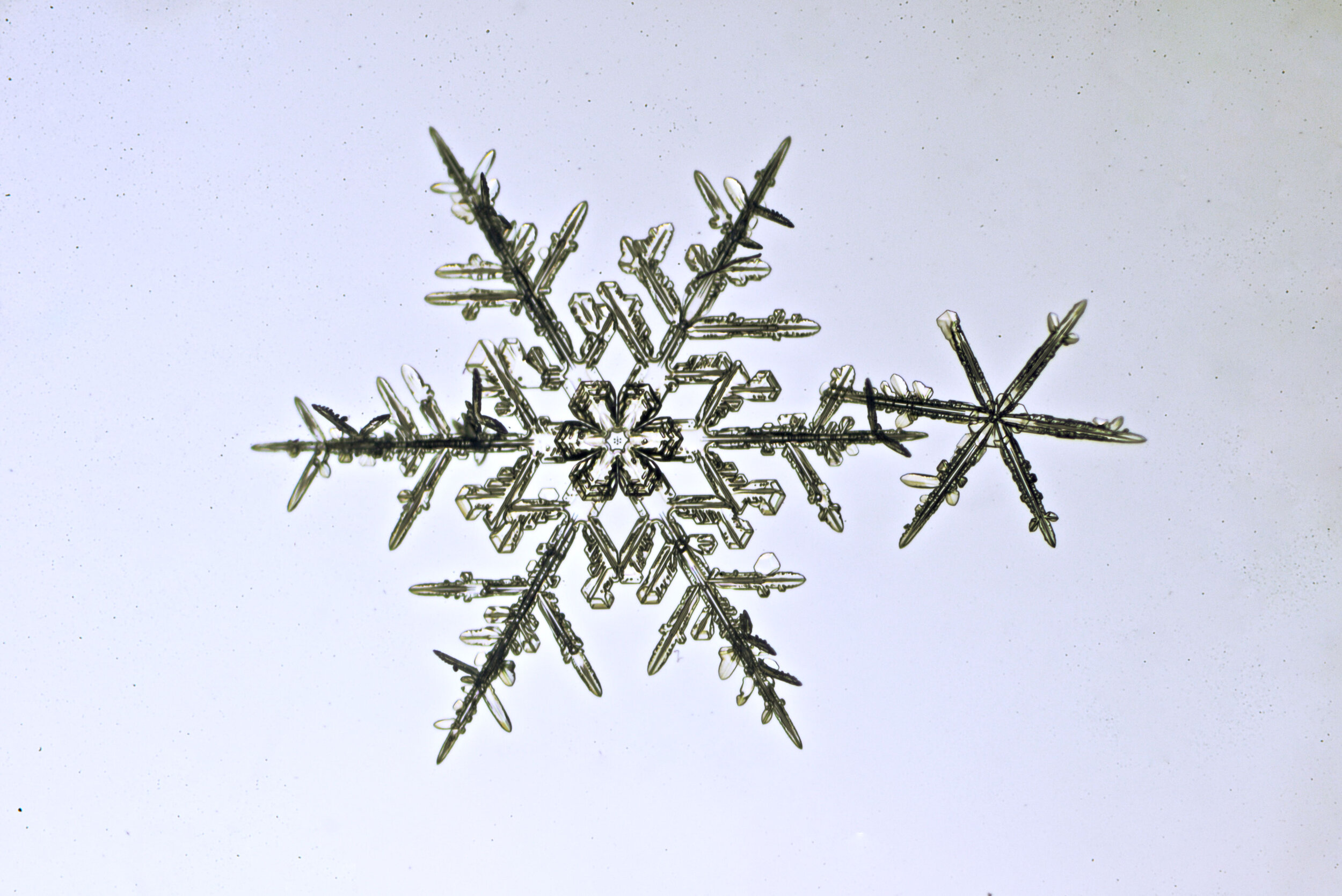 Gary-Mawe-Stellar-Crystal-Snowflake-01.jpg