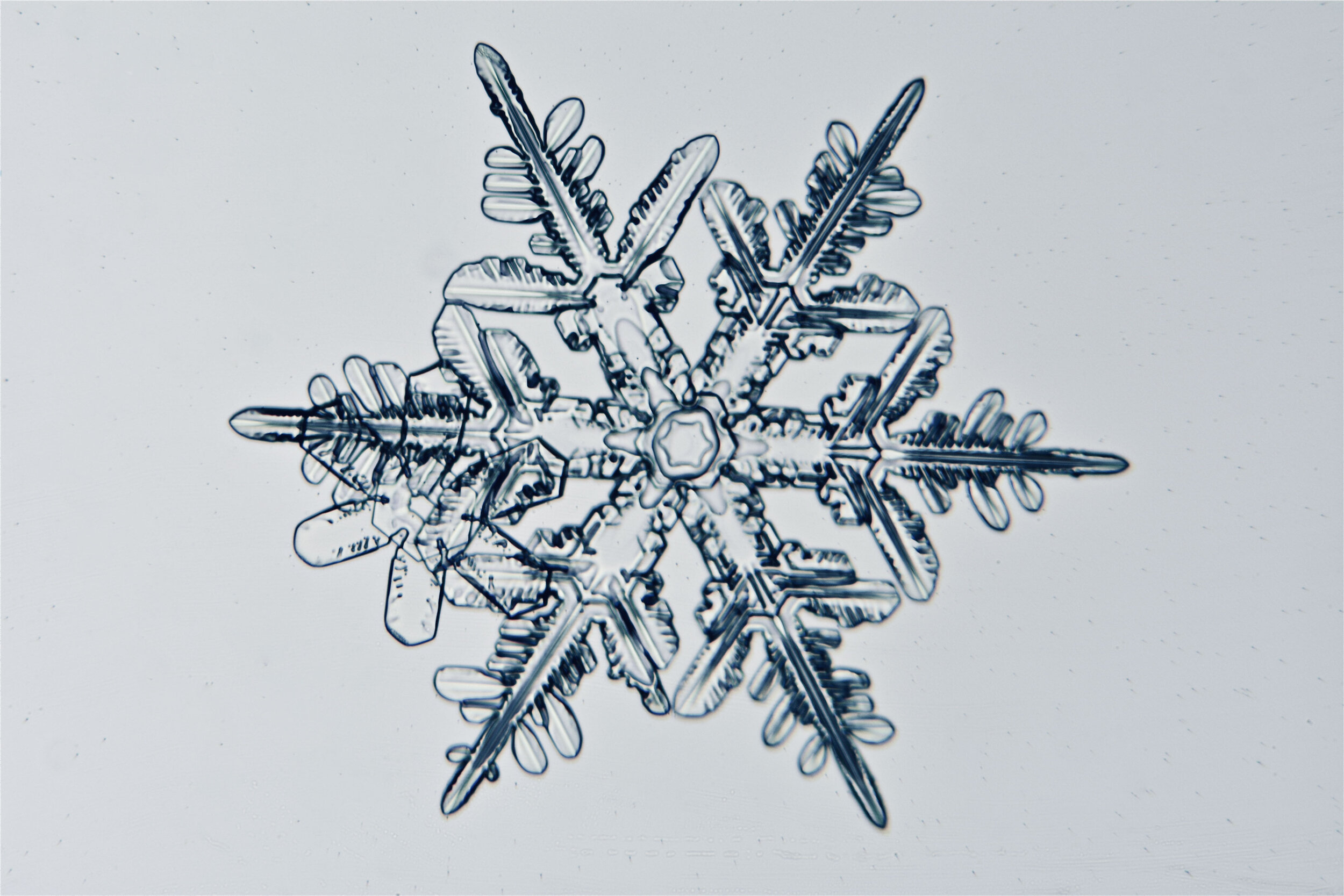 Gary-Mawe-Stellar-Crystal-Snowflake-09.jpg