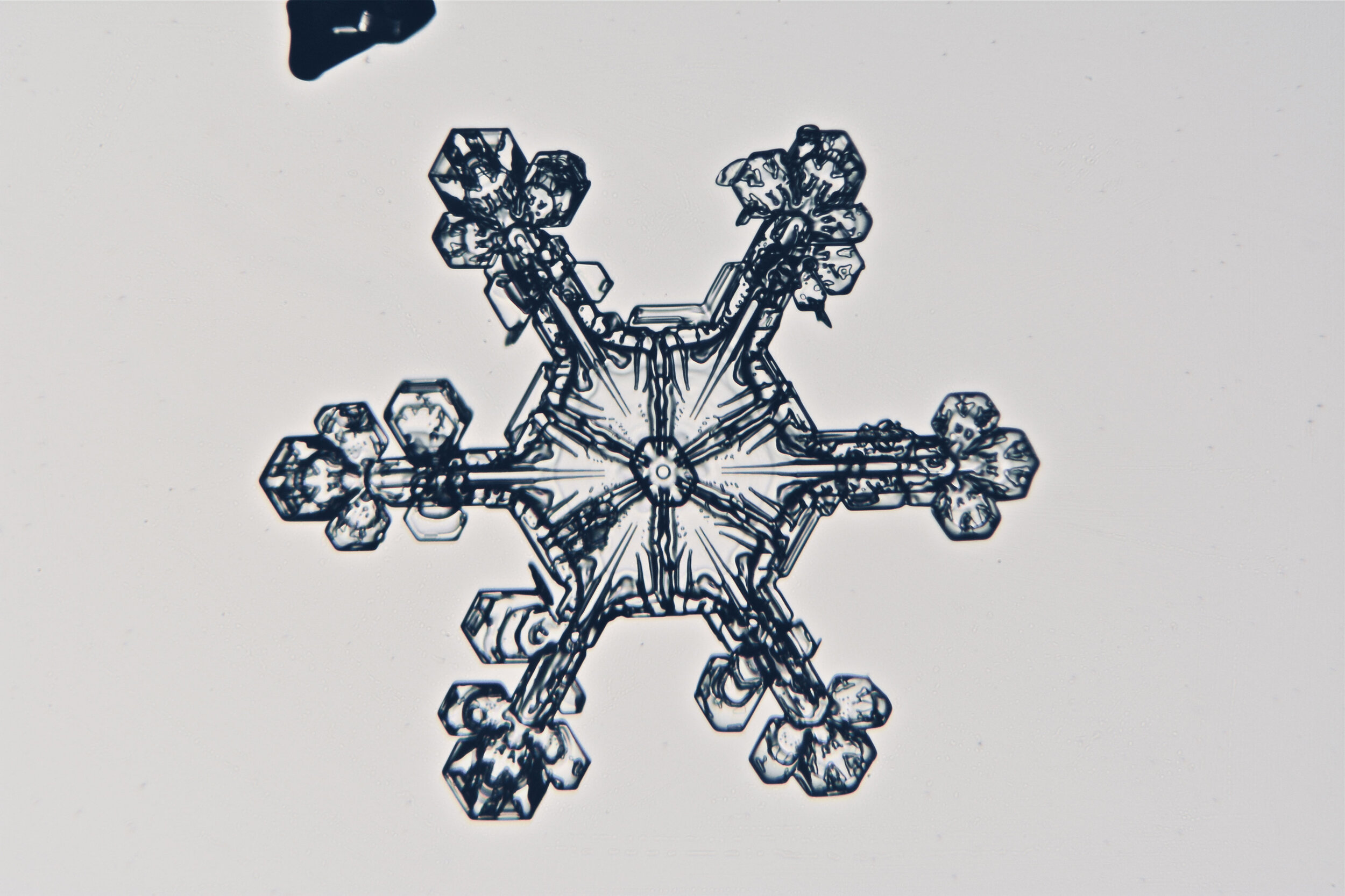 Gary-Mawe-Stellar-Crystal-Snowflake-36.jpg