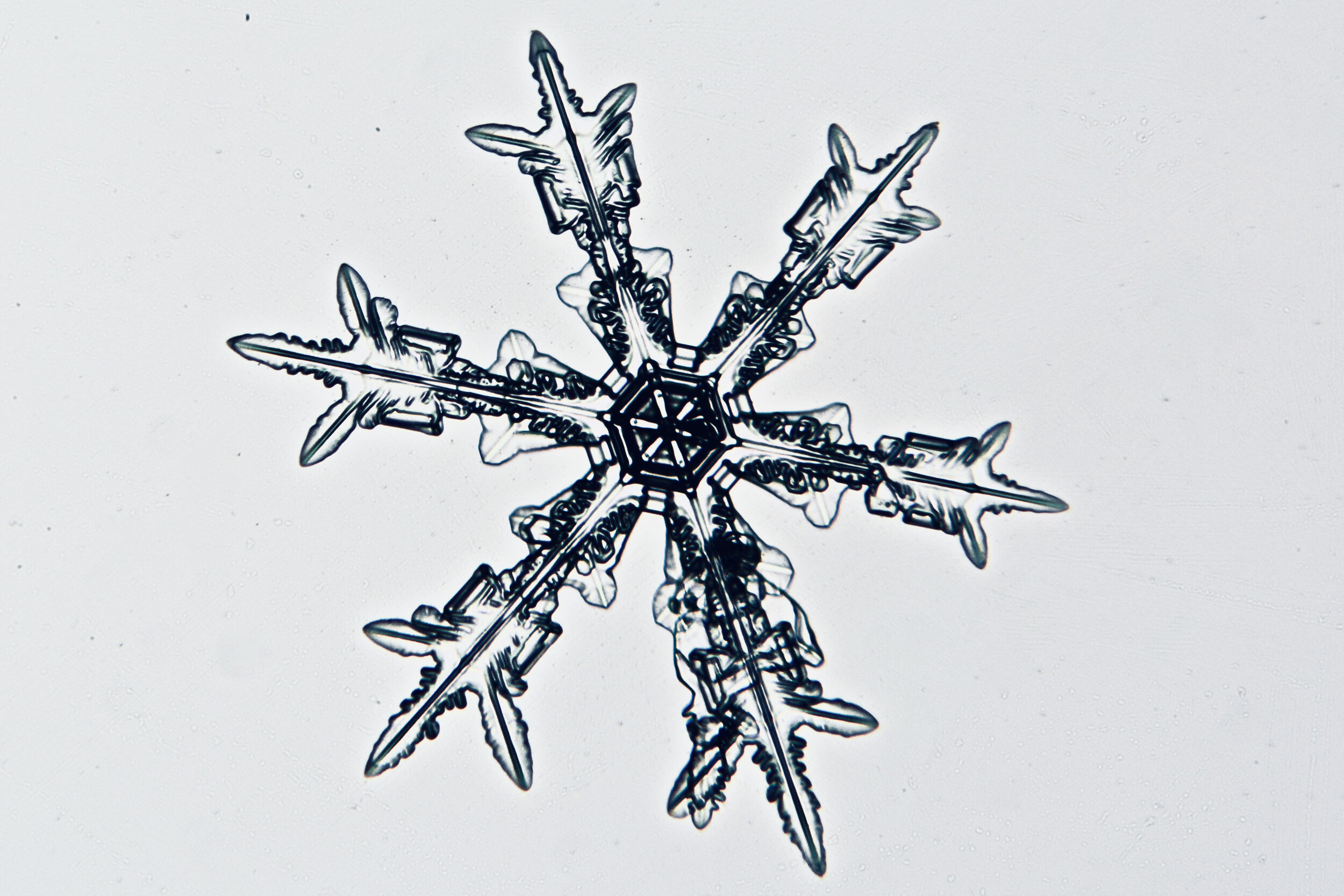 Gary-Mawe-Stellar-Crystal-Snowflake-40.jpg