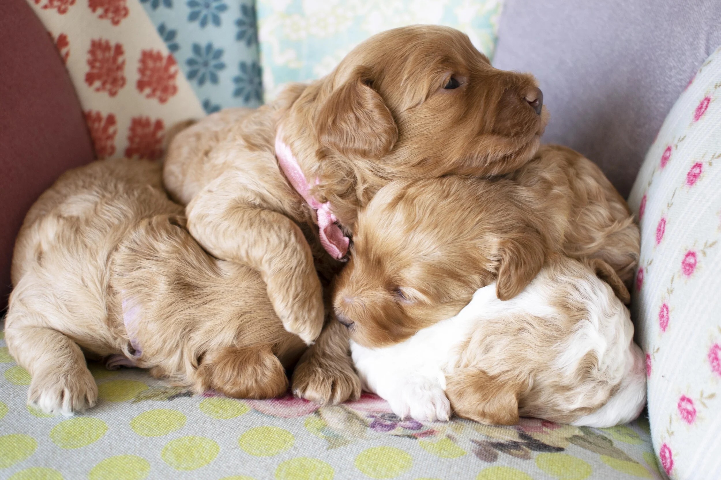 PuppyPile.jpg