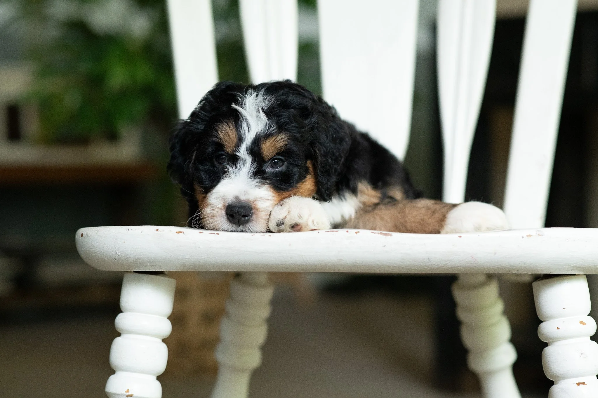 Bernedoodle Puppy Available