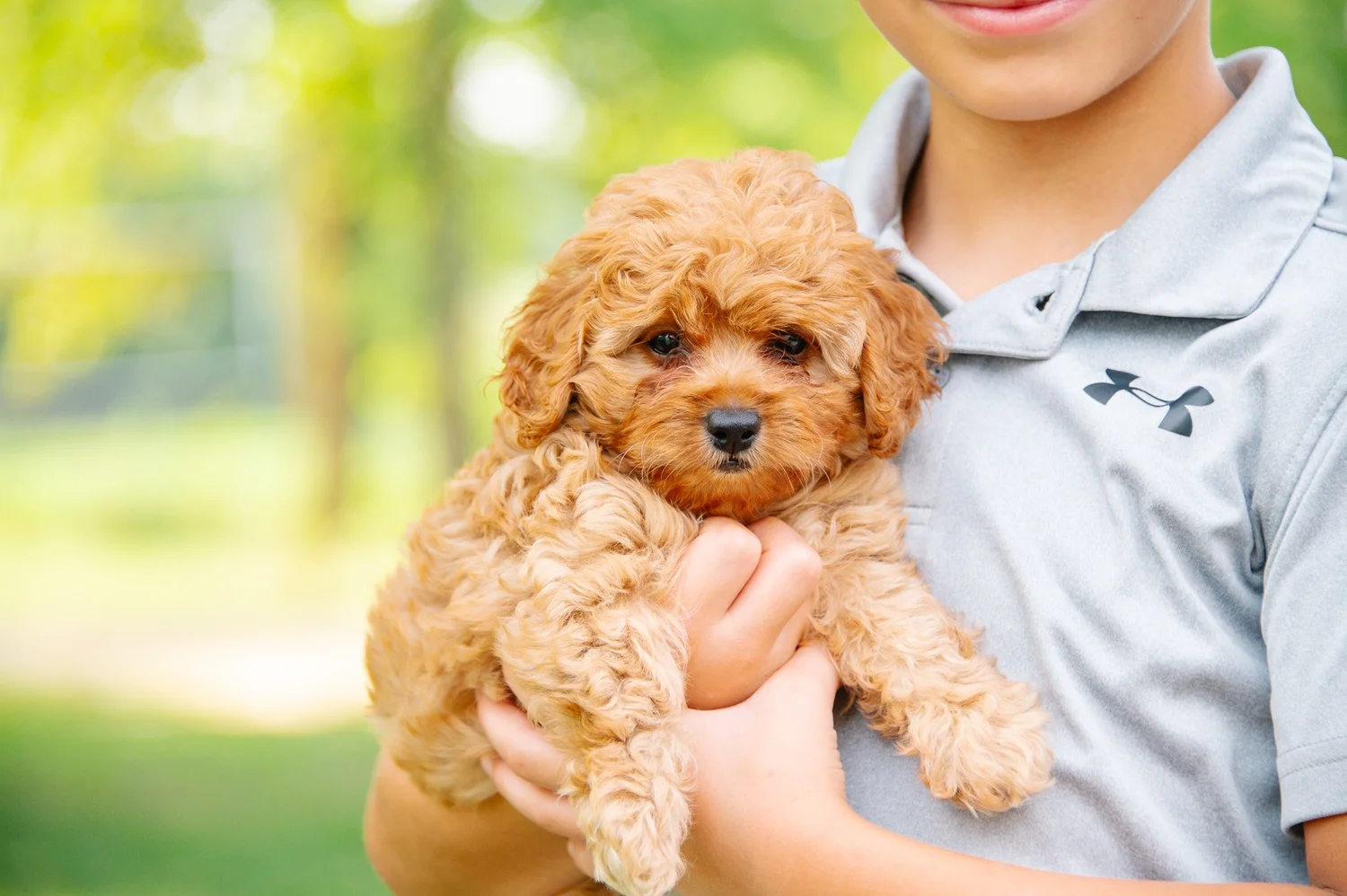 Upcoming and Available Cavapoochon Puppies — Giggle Tails