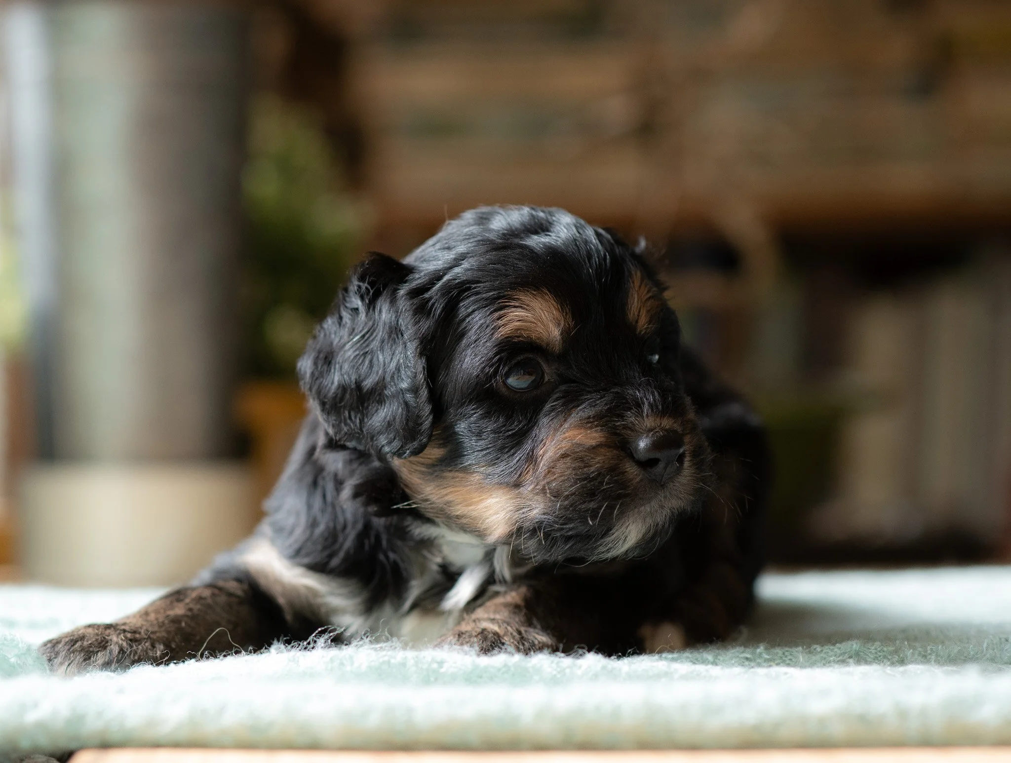 Bernedoodle Puppy Available
