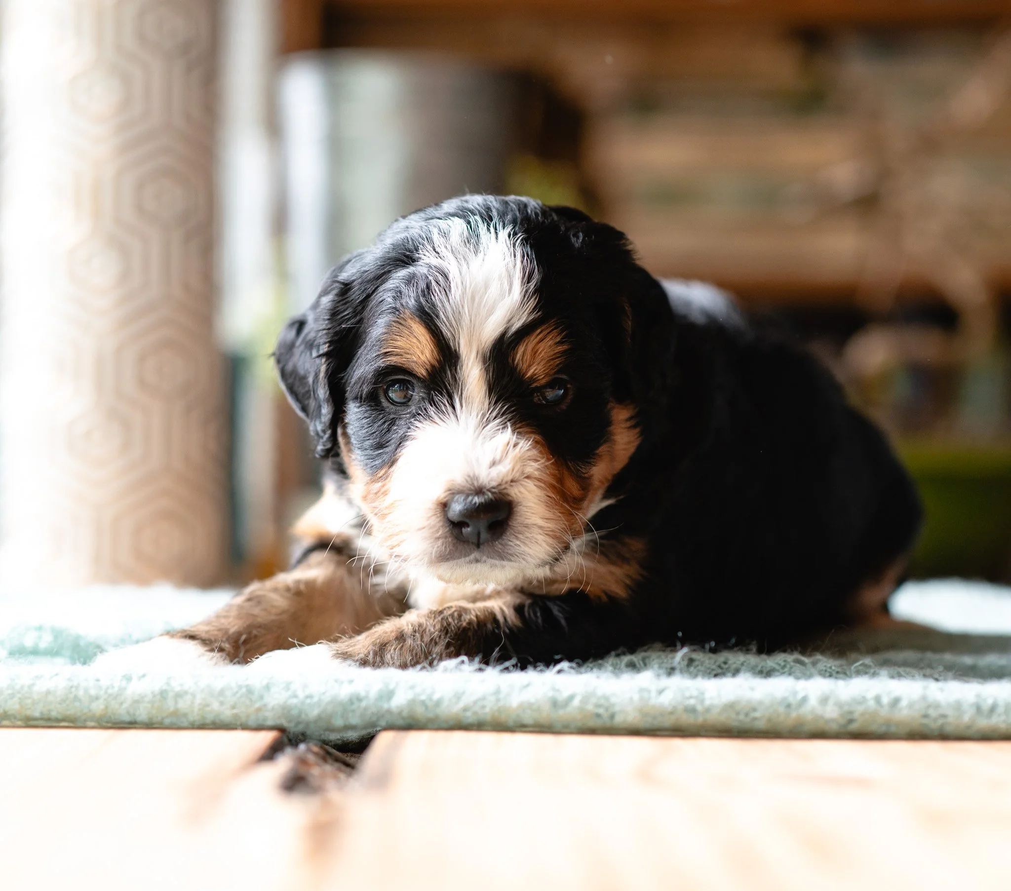 Bernedoodle Puppy