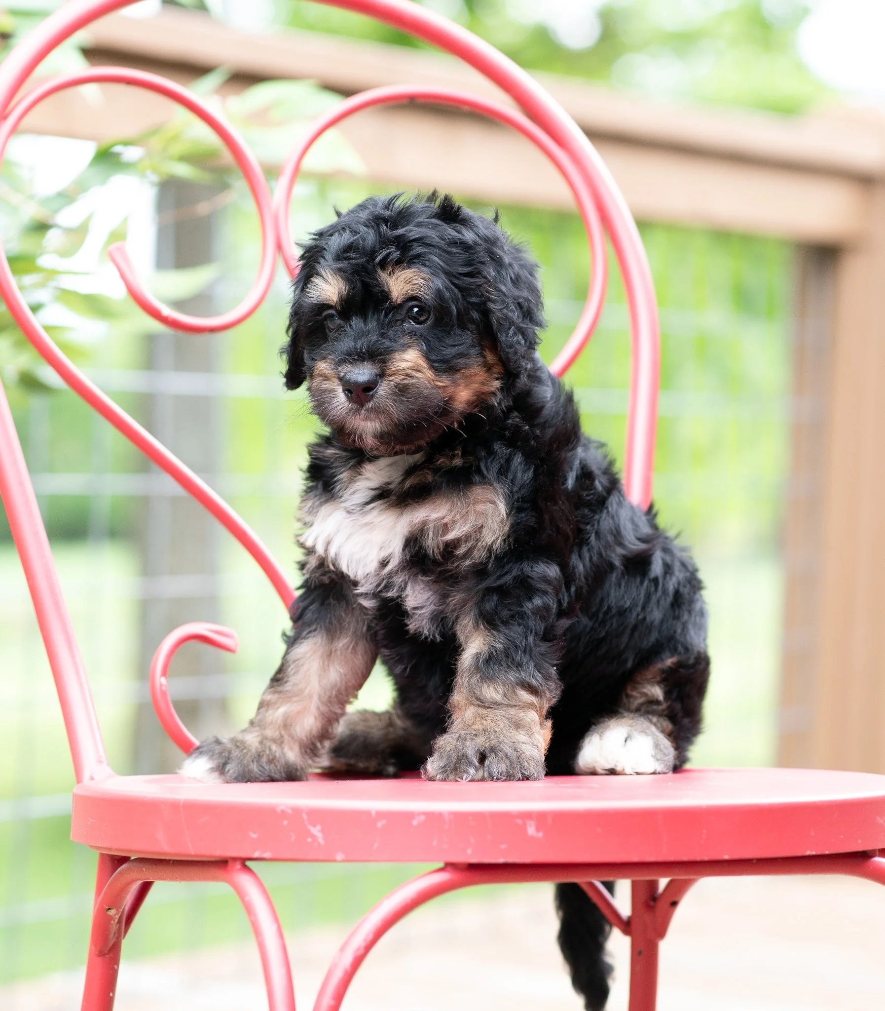 Bernedoodle Puppy Available