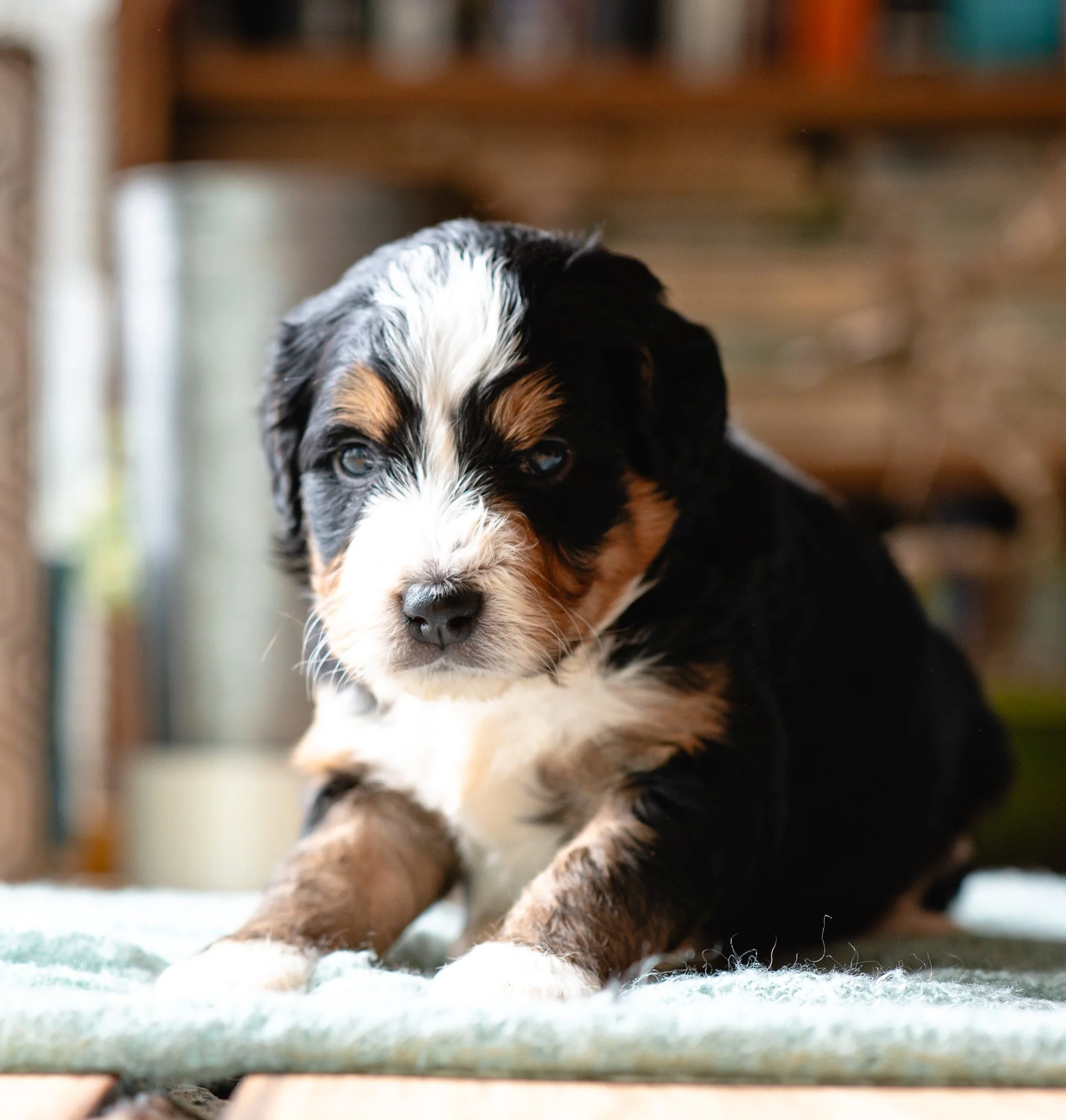 Bernedoodle Puppy