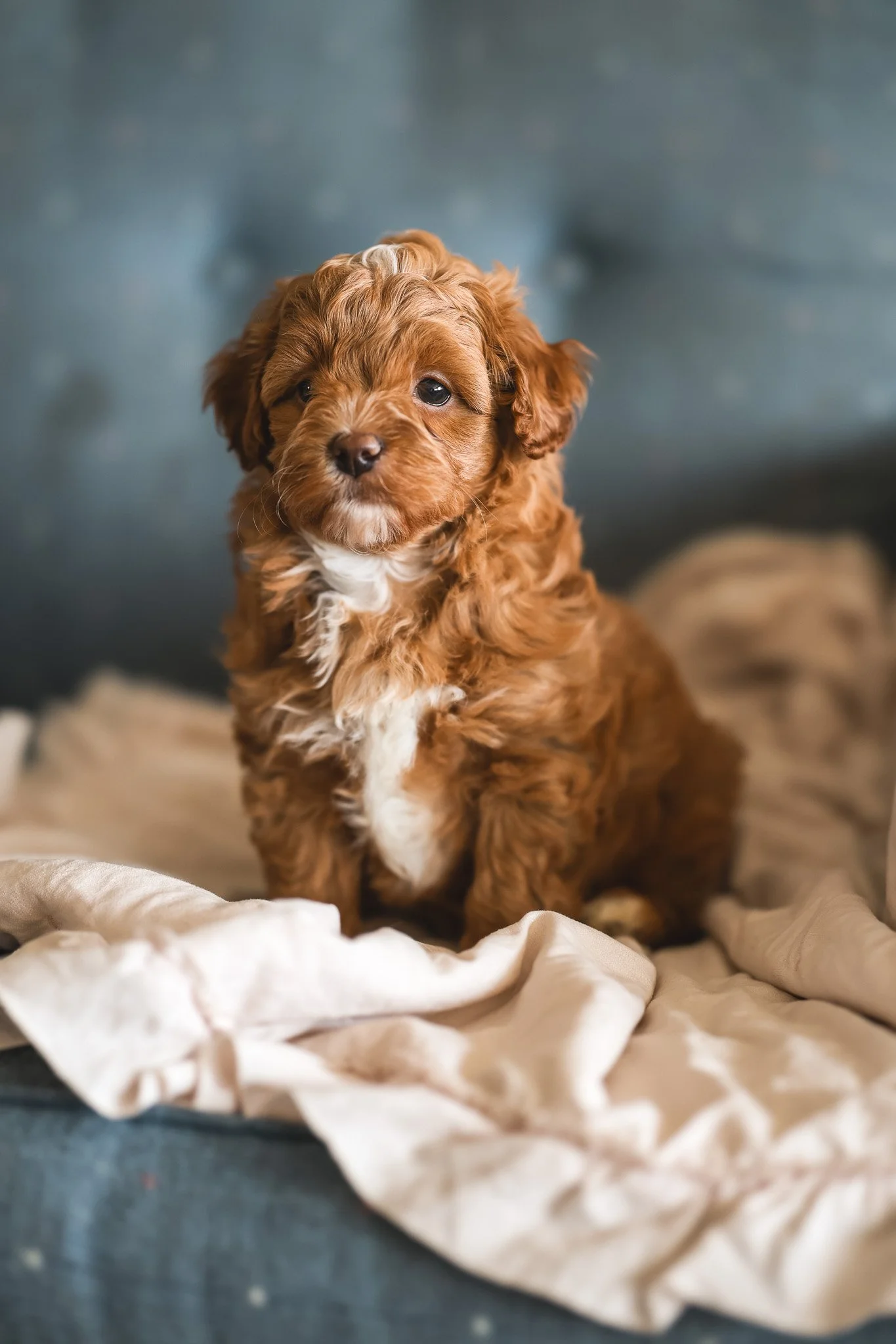 Cavapoochon Puppy