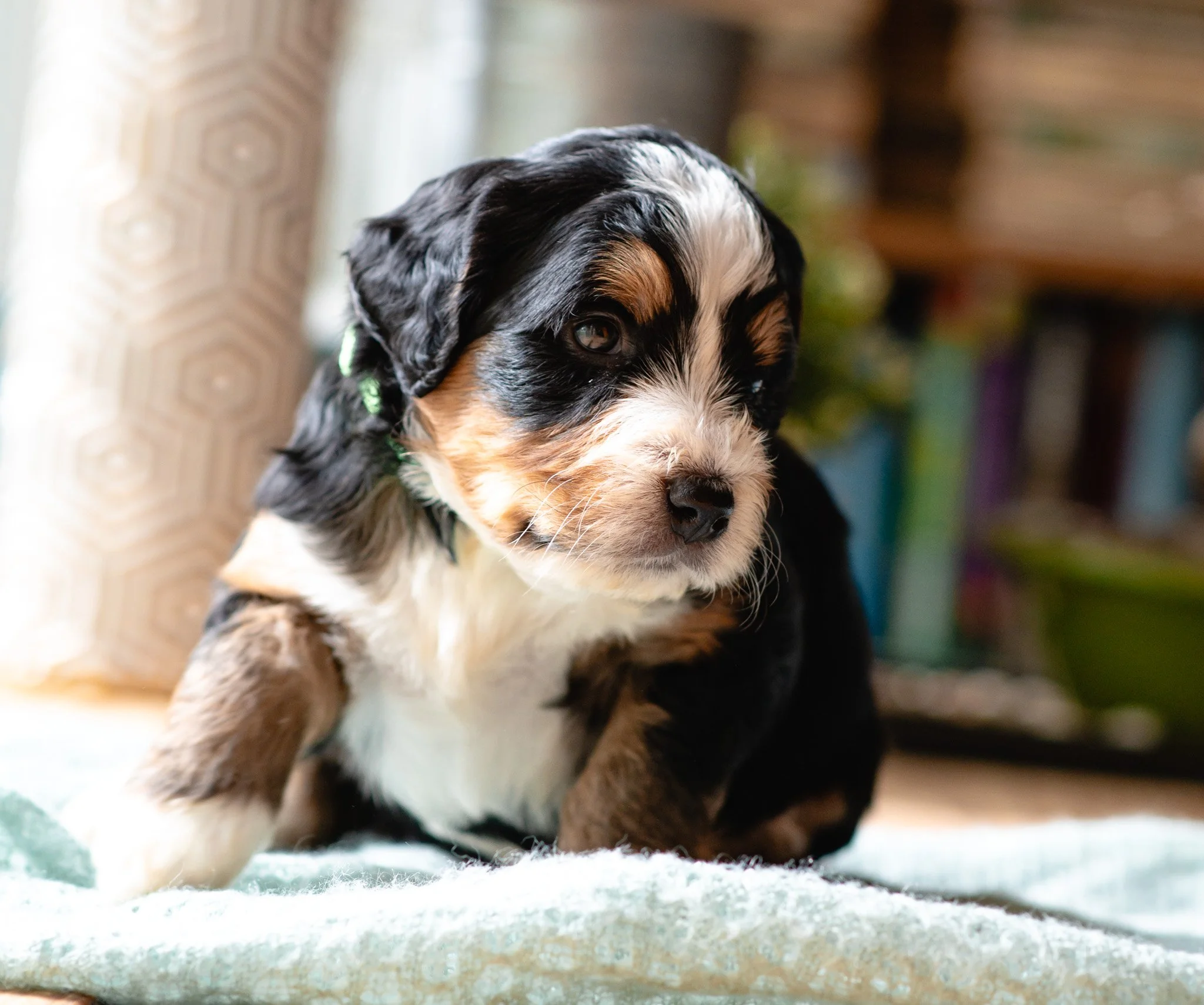Bernedoodle Puppy