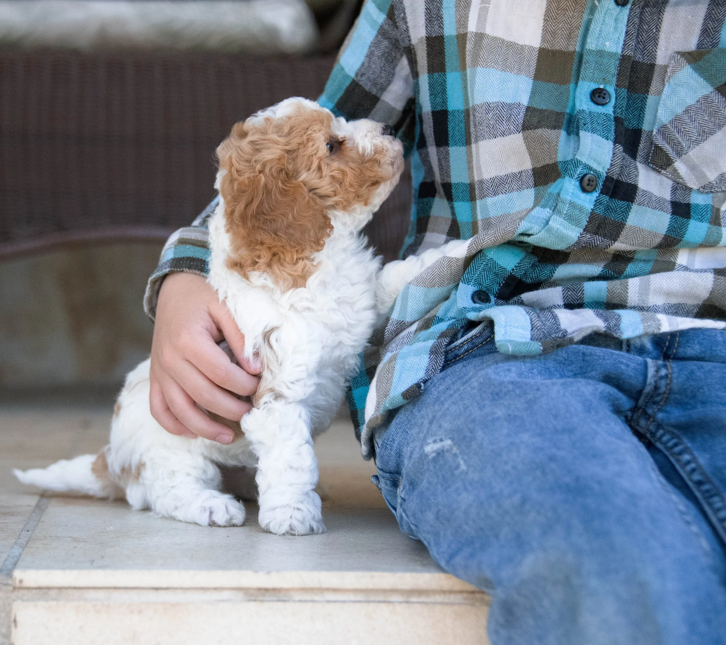 Upcoming and Available Cavapoochon Puppies — Giggle Tails