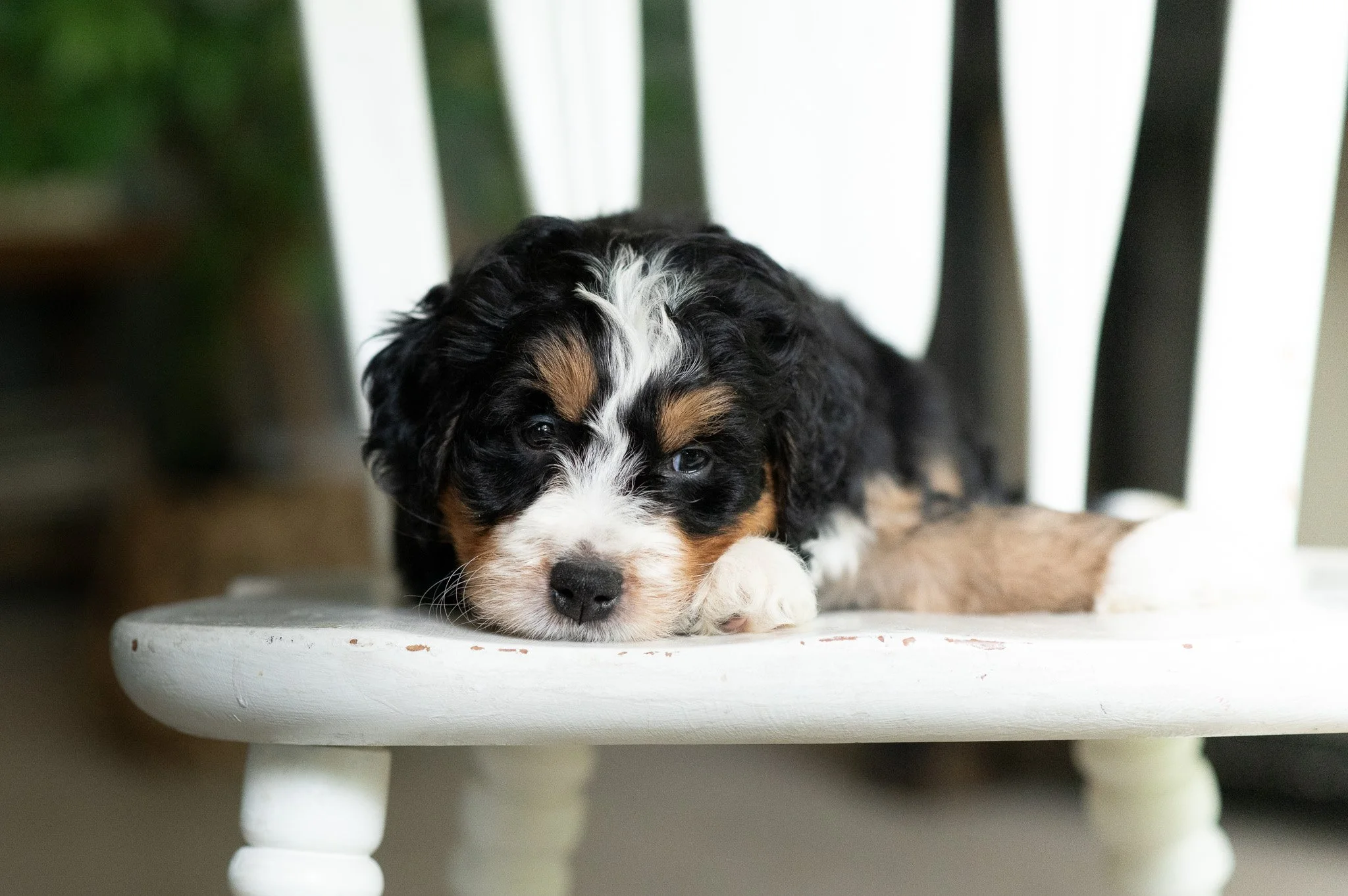 Bernedoodle Puppy Available