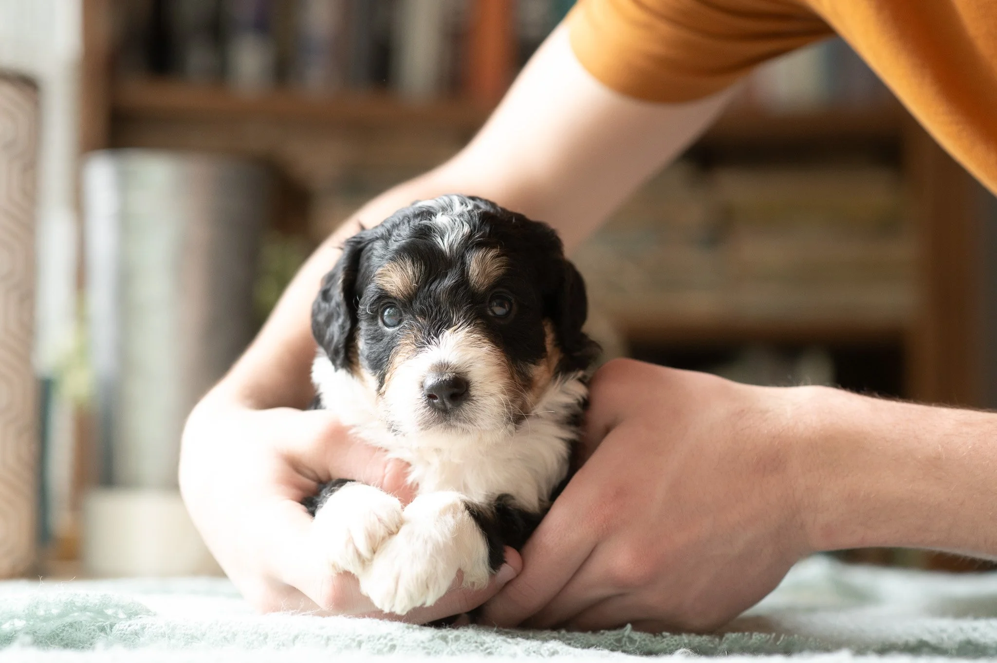 Tri Color Bernedoodle