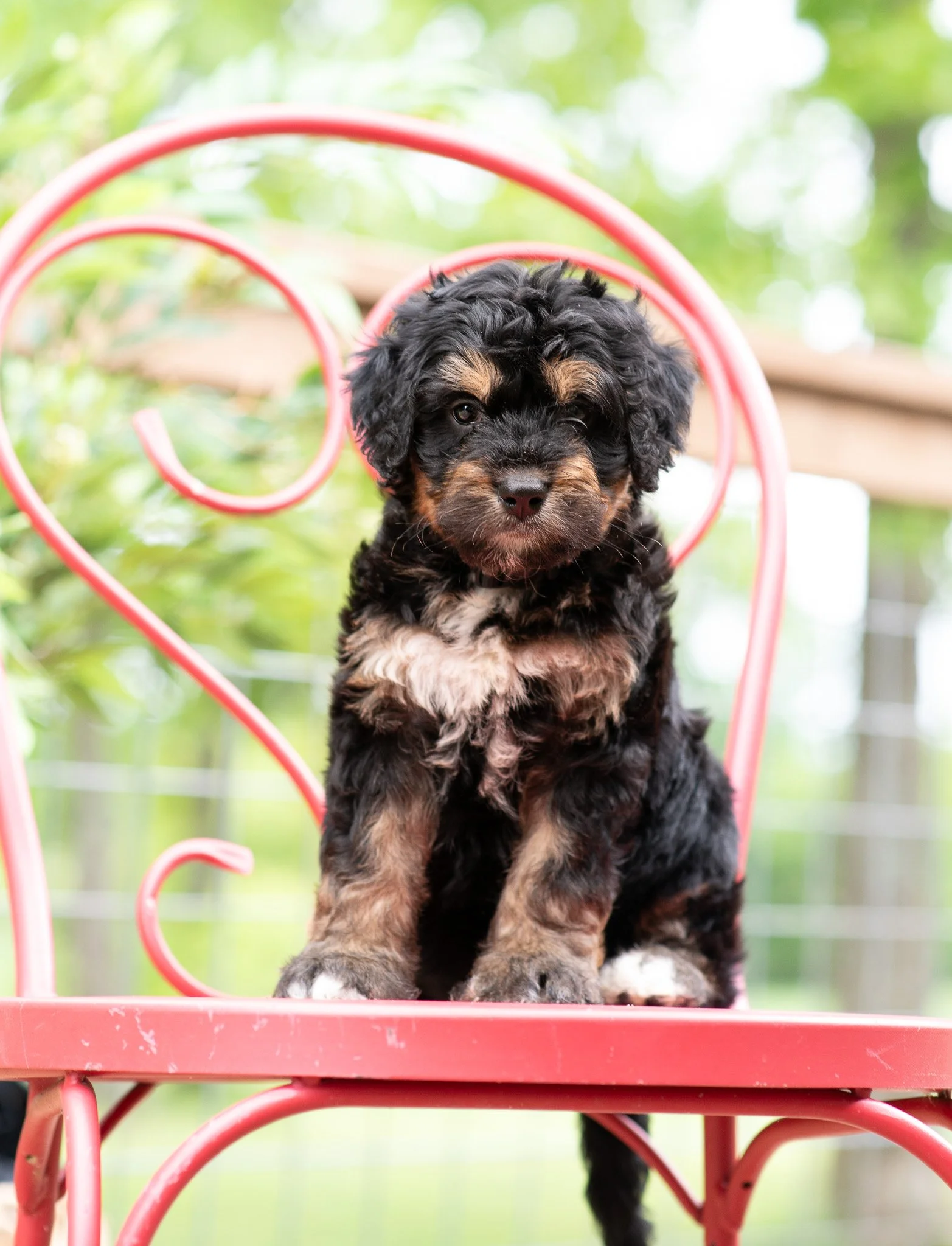 Bernedoodle Puppy Available