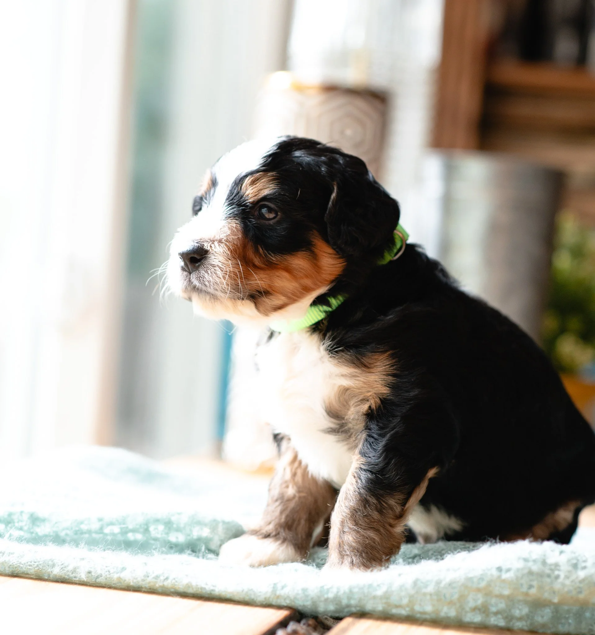 Bernedoodle Puppy