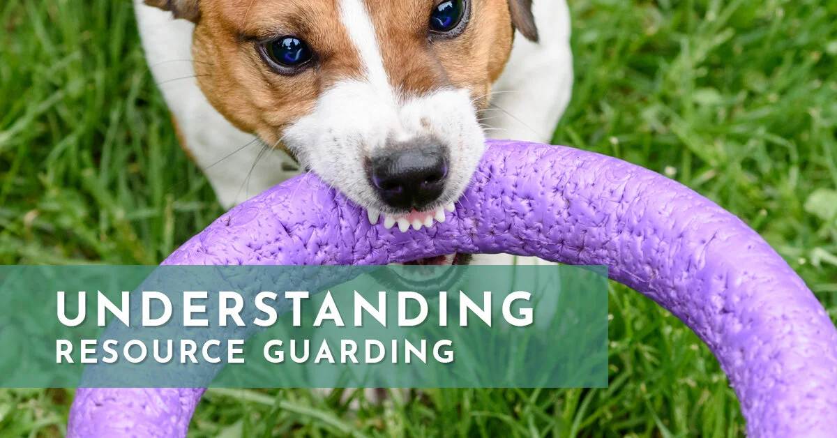 Can Dogs Grow Out Of Resource Guarding