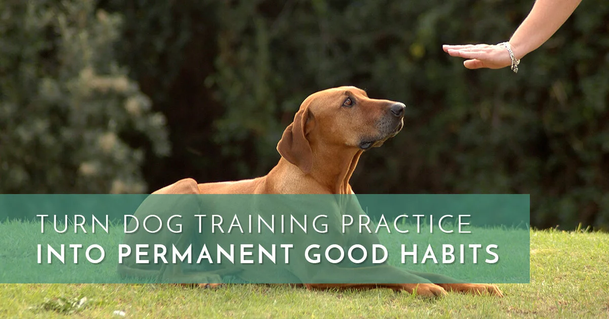 Our Blog Your San Diego Dog Trainer Shares Tips & Tricks — Balanced