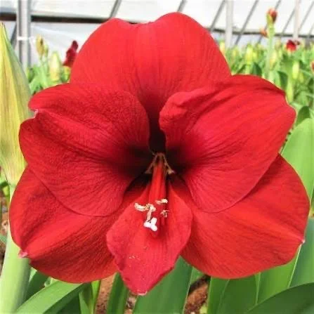 Peach or Red Amaryllis Bouquet