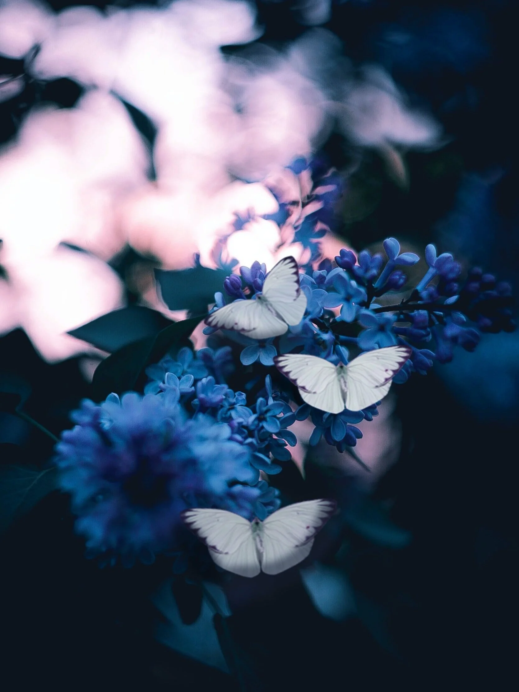 unsplash-image-Kol2ib6ehQE2.jpg