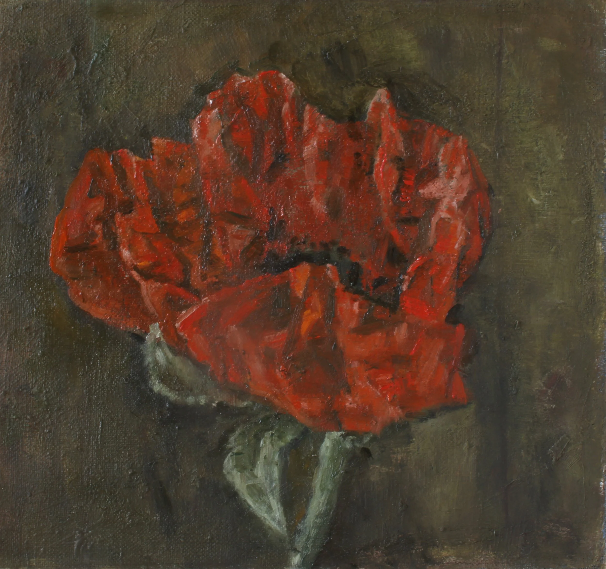 Papaver Orientale 2022-06-14.jpg