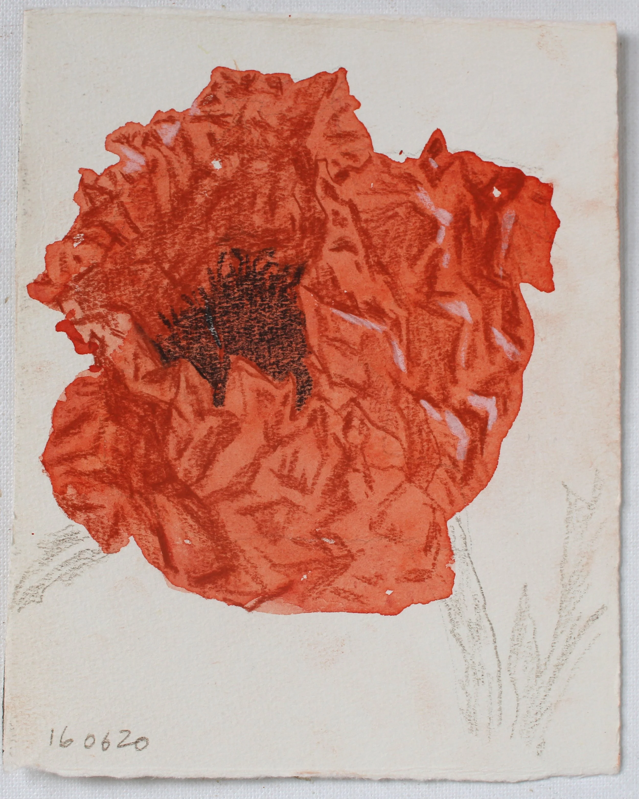 160620Papaver Somniferum18x14.jpg