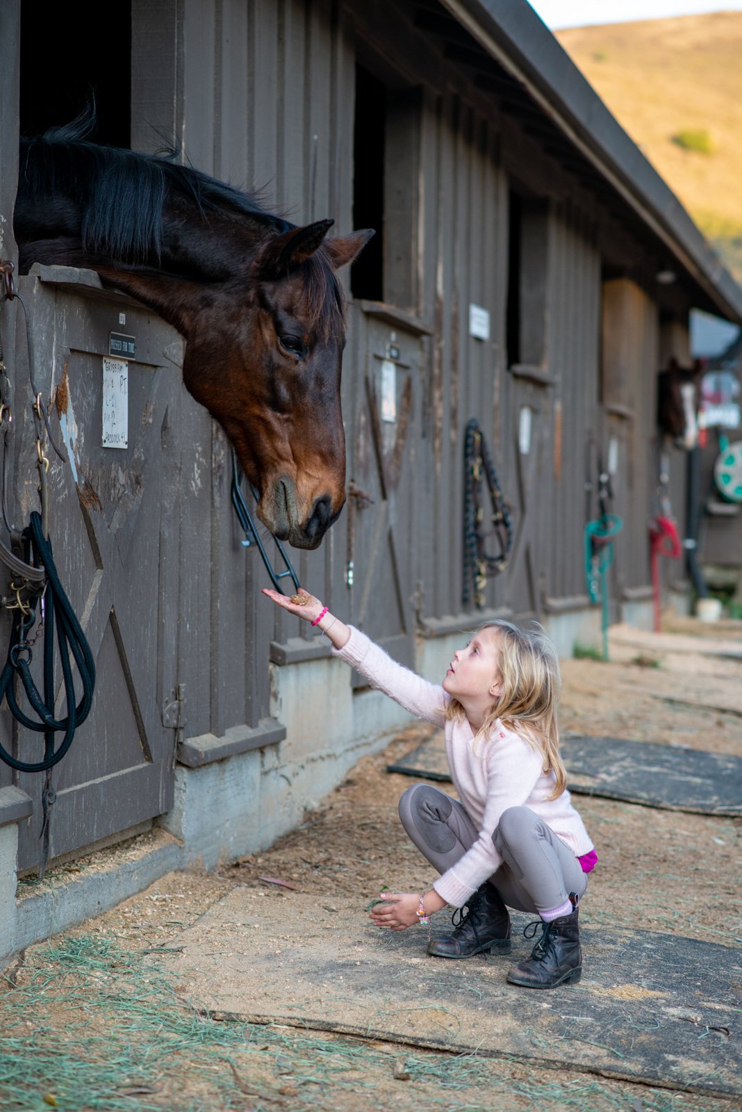 08-child-feeds-horse-outside-child-photographer-near-me.jpg