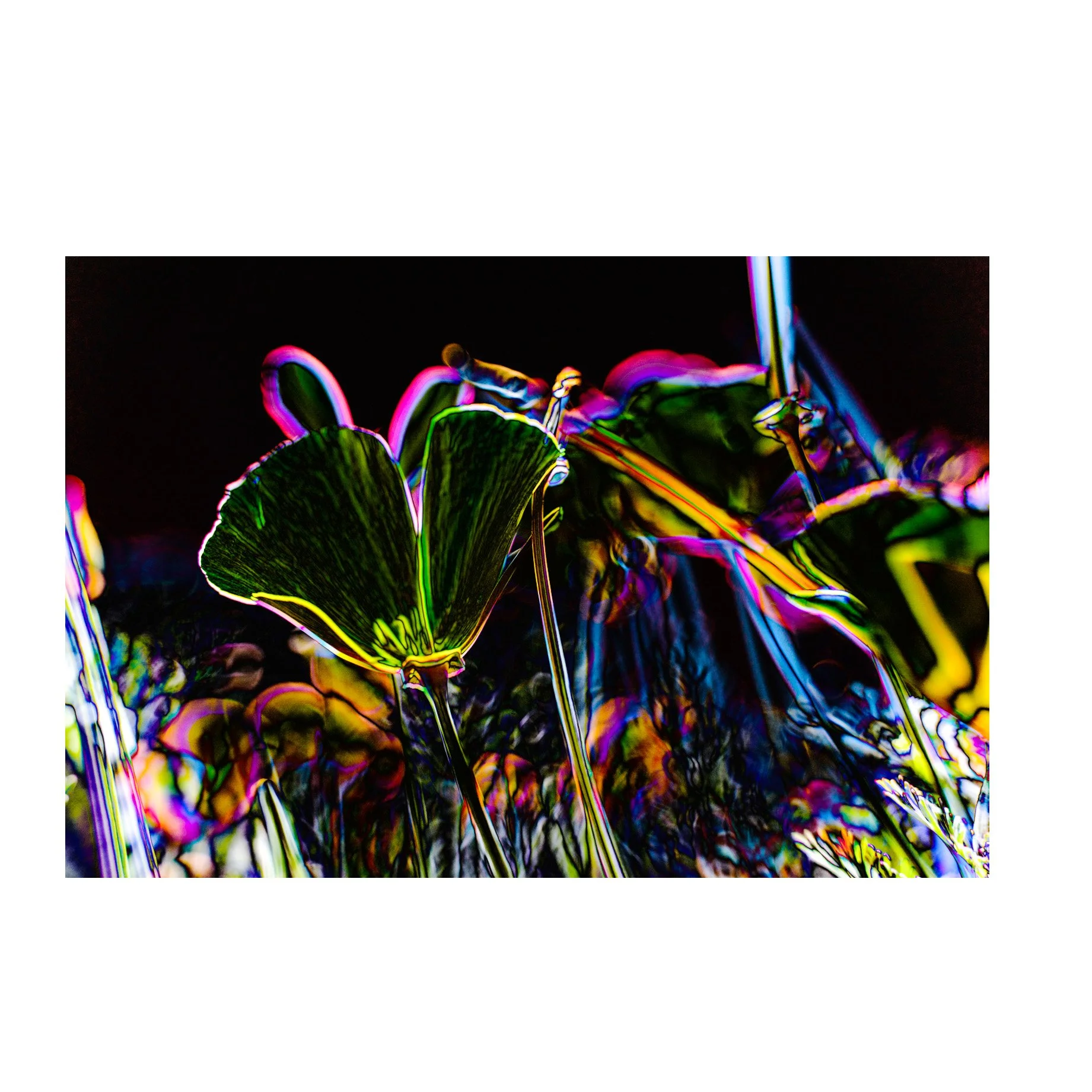 flowers-may2026_0037SQ-Edit-proofc-w copy.jpg