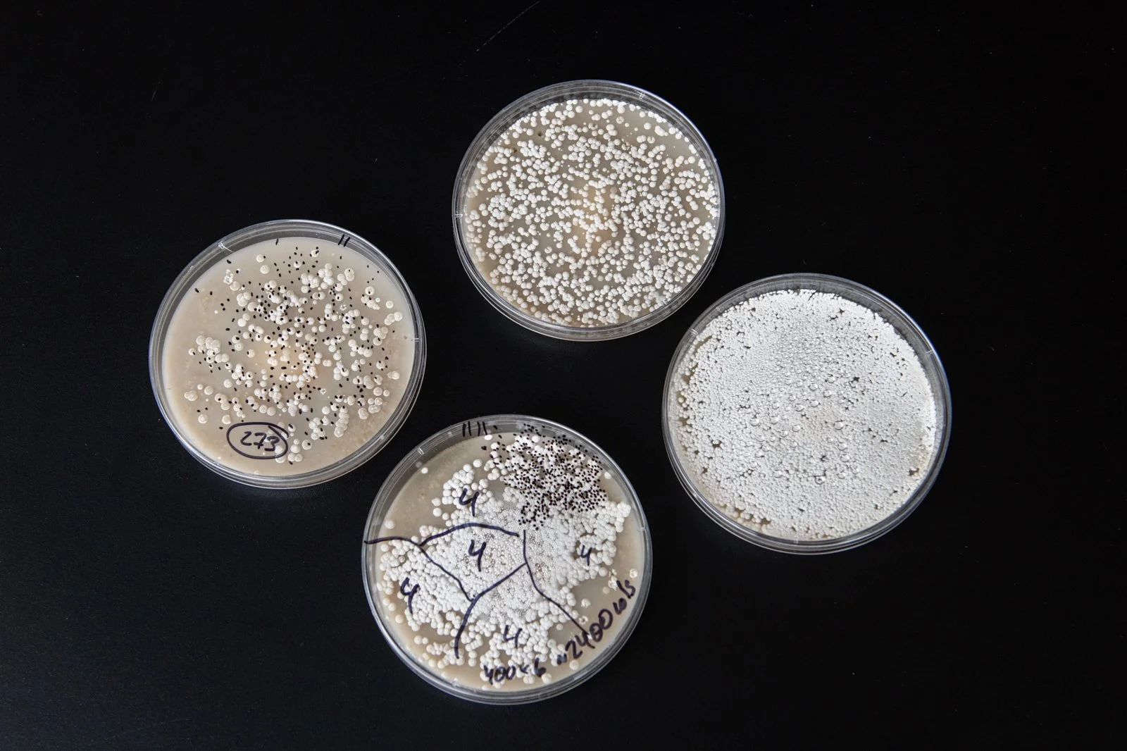 23-petri-dishes-science-photography.jpg