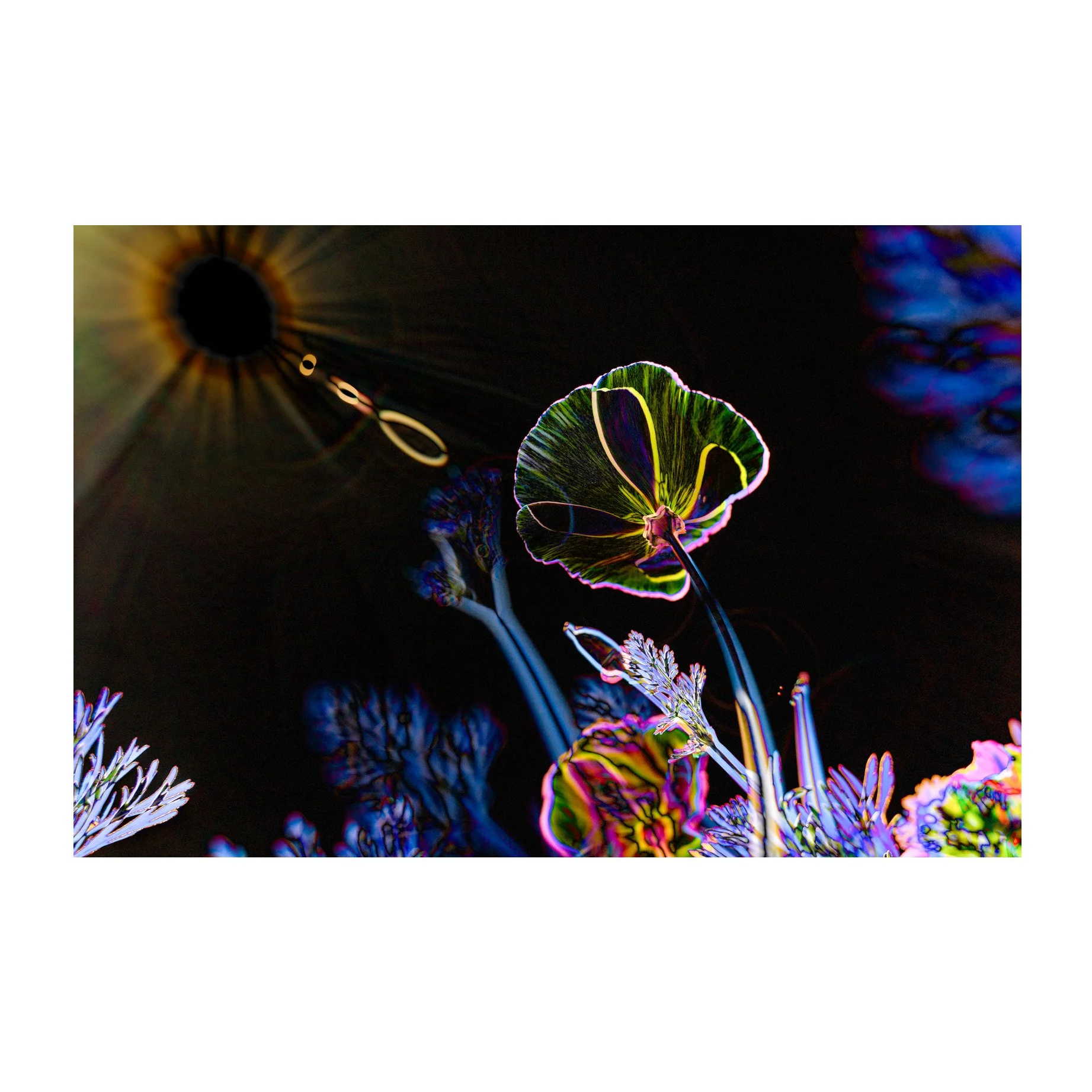 flowers-may2026_0008-EditSQ-w copy.jpg