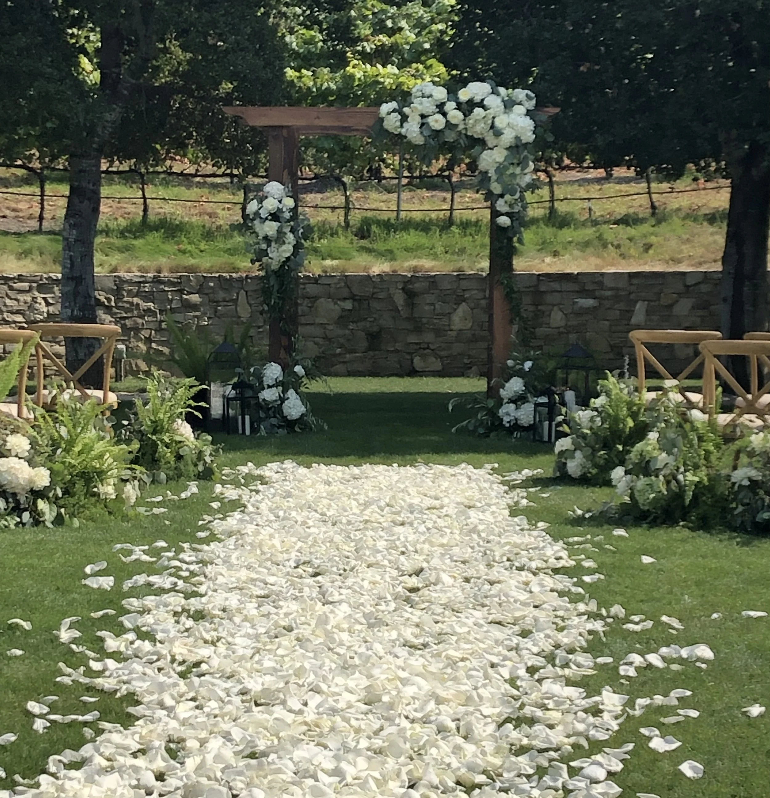 CVR carpet of  white roses to wedding arch.jpg
