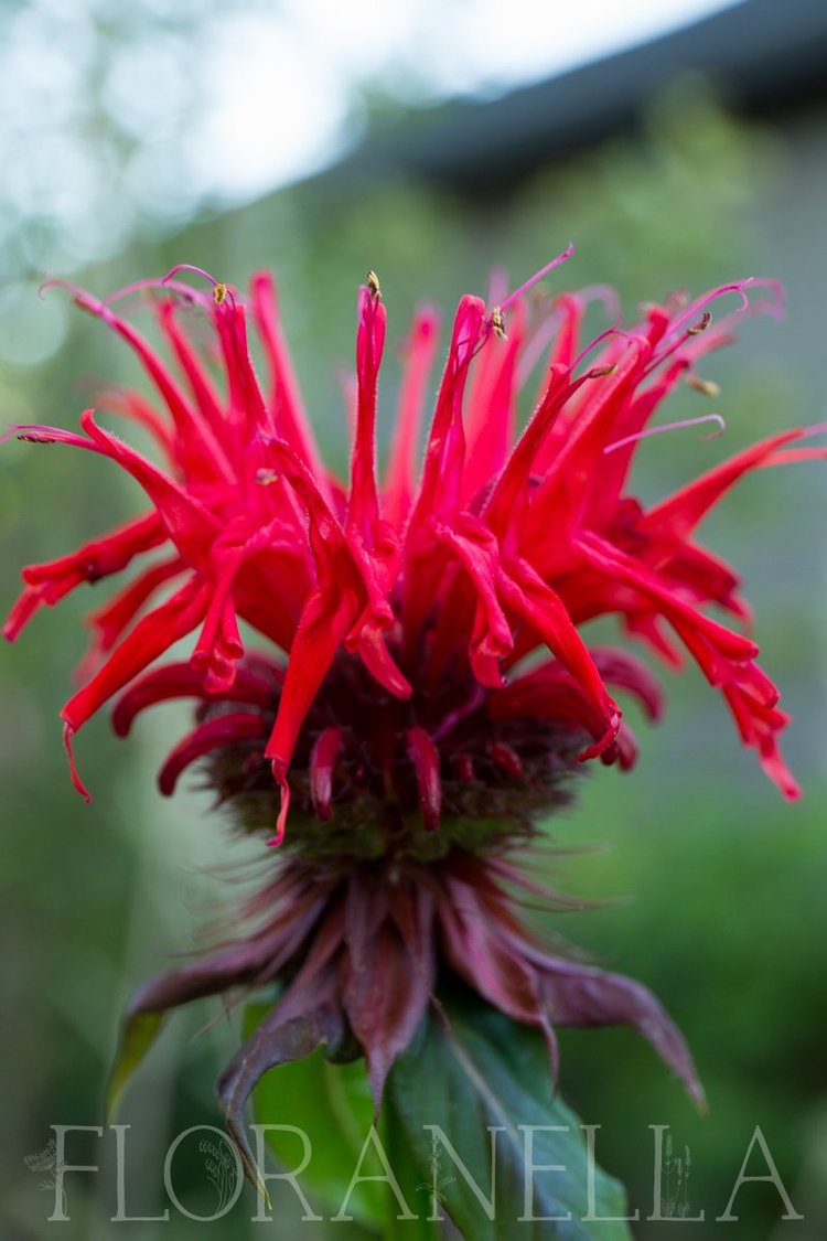 How to Grow Bee Balm (Monarda; a.k.a. bergamot or Oswego tea) — Floranella