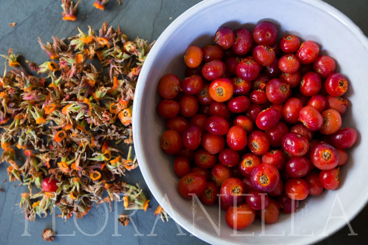 How to Process Rose Hips for Your Apothecary — Floranella