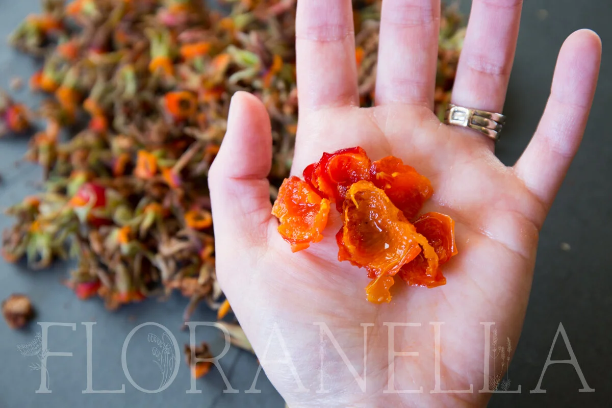 How to Process Rose Hips for Your Apothecary — Floranella