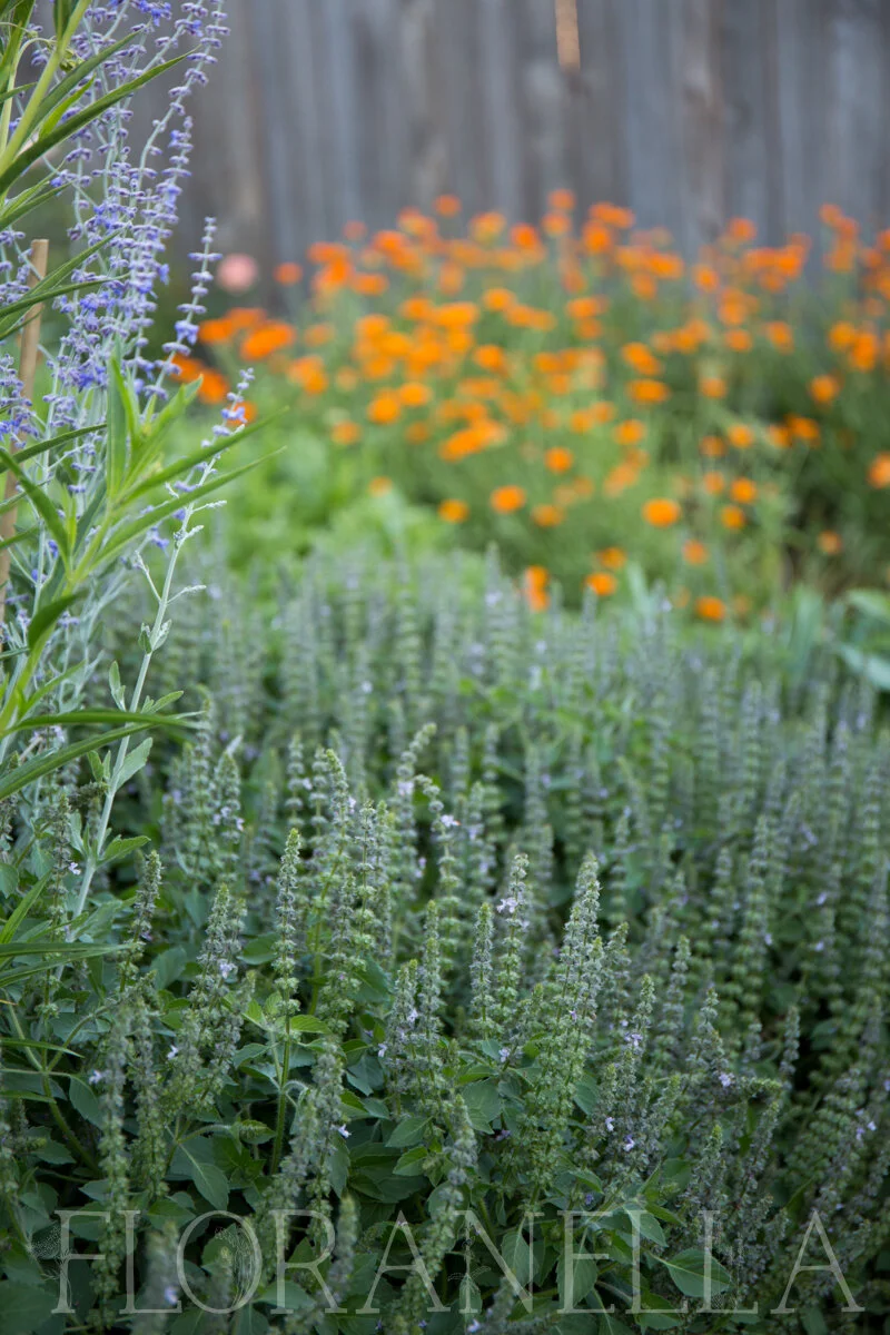 How to Grow Tulsi (Holy Basil) — Floranella