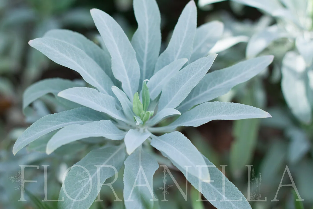 How to Grow White Sage — Floranella