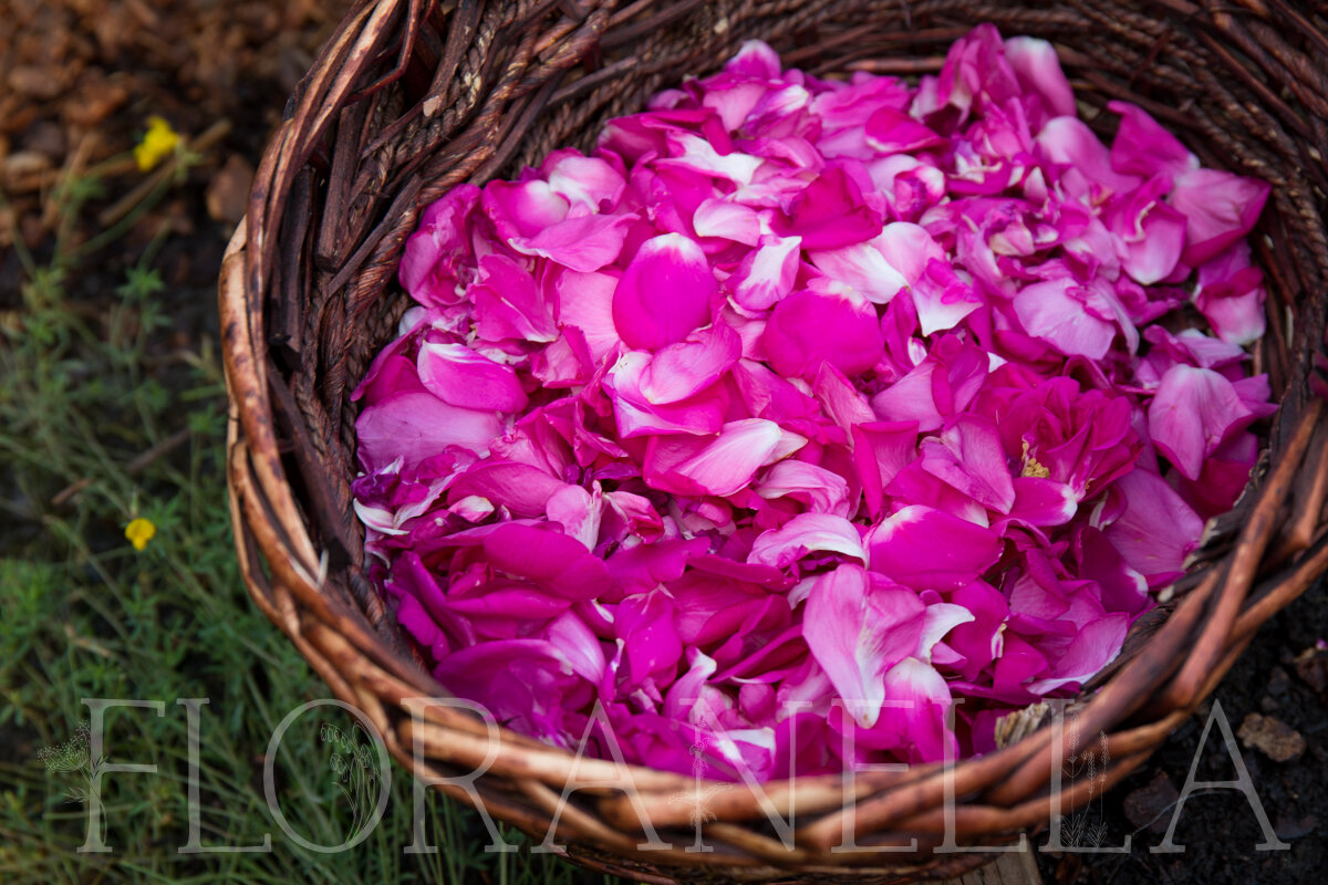 Planting Roses (+ Medicinal Uses for Roses)