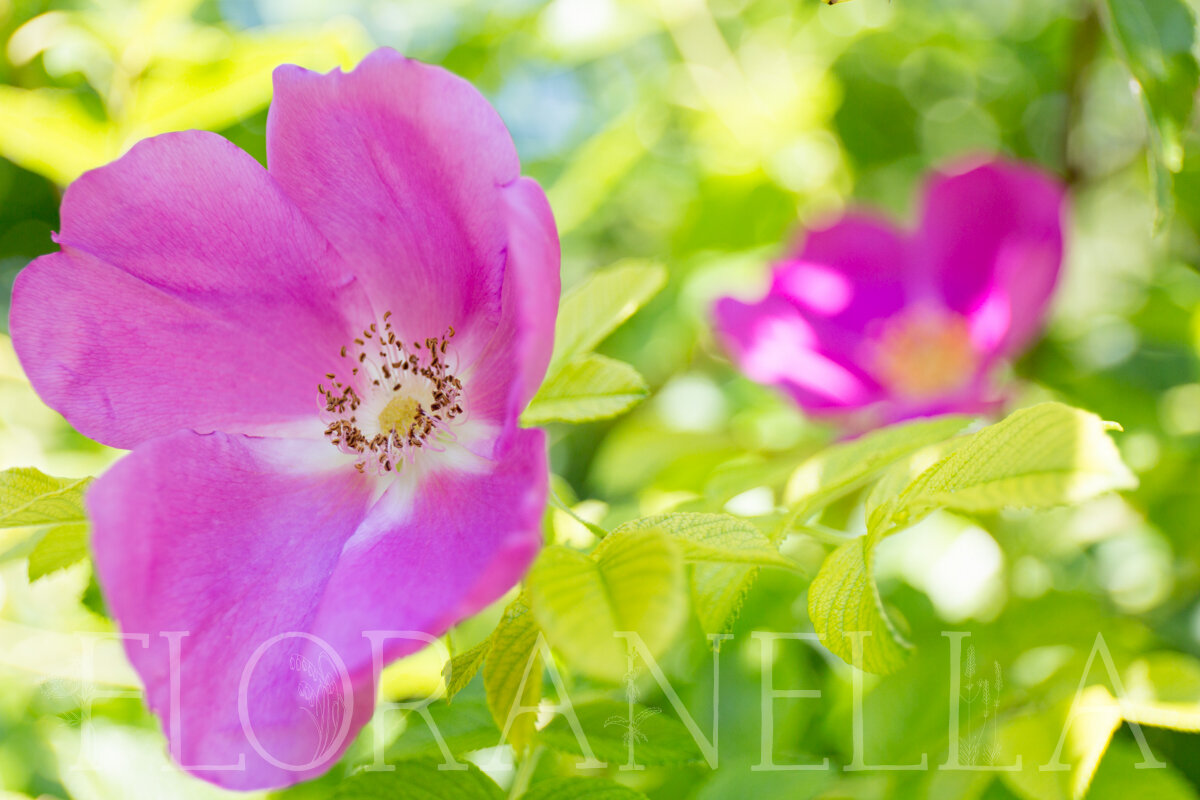 My Favorite Roses to Grow for the Apothecary — Floranella