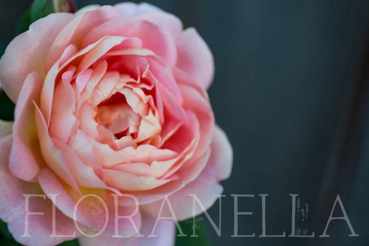 My Favorite Roses to Grow for the Apothecary — Floranella