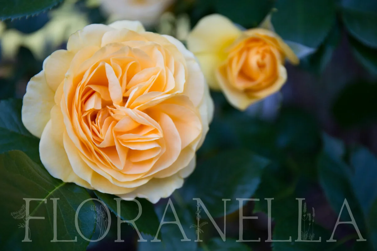 My Favorite Roses to Grow for the Apothecary — Floranella
