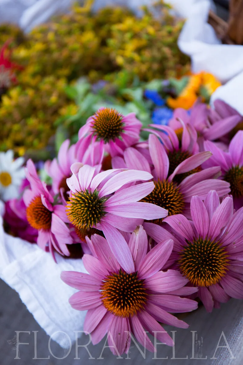 25 Herbs to Plant in Autumn — Floranella