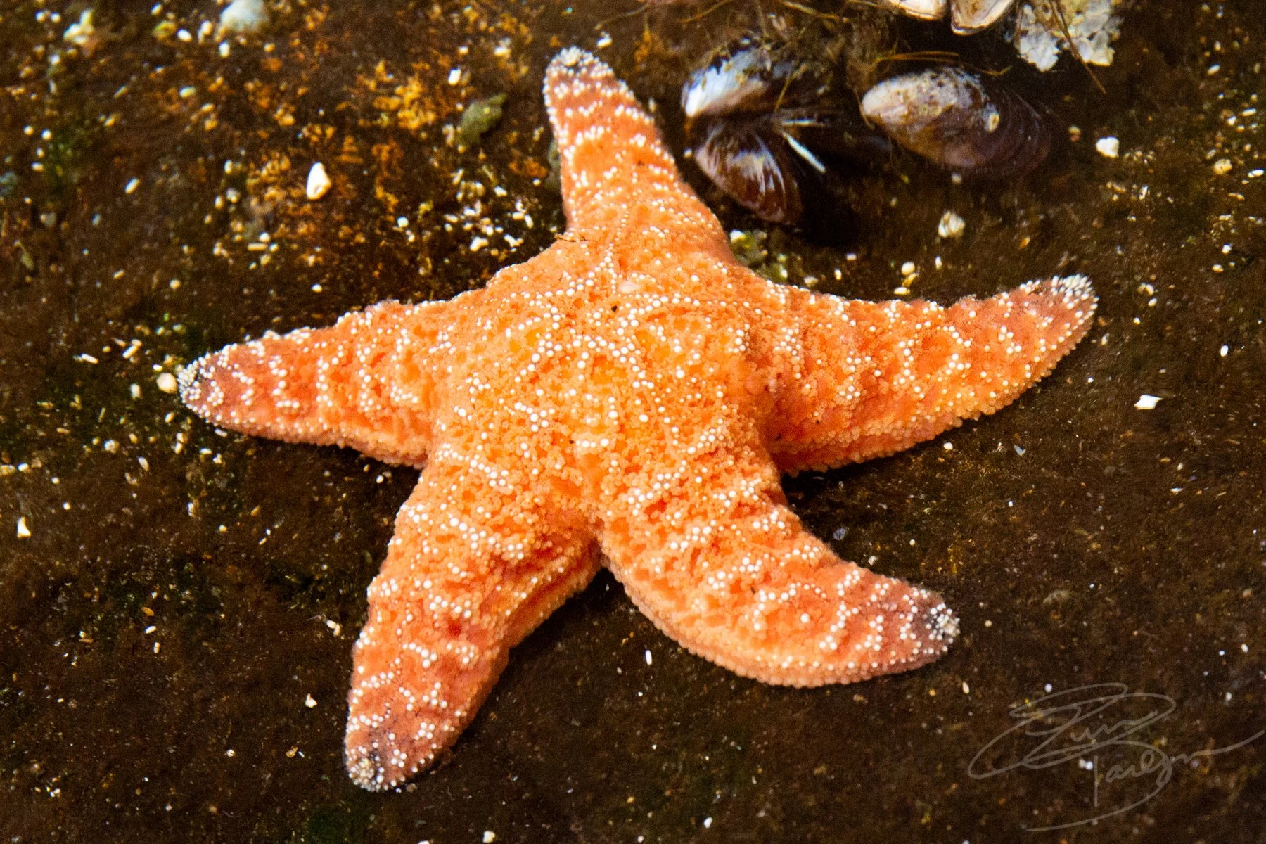 9star Fish Ocean World Aquarium - Crescent City, CA - Travel Blog Photo Journal ...