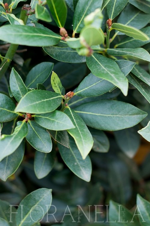How to Grow Bay Leaf (Bay Laurel) — Floranella