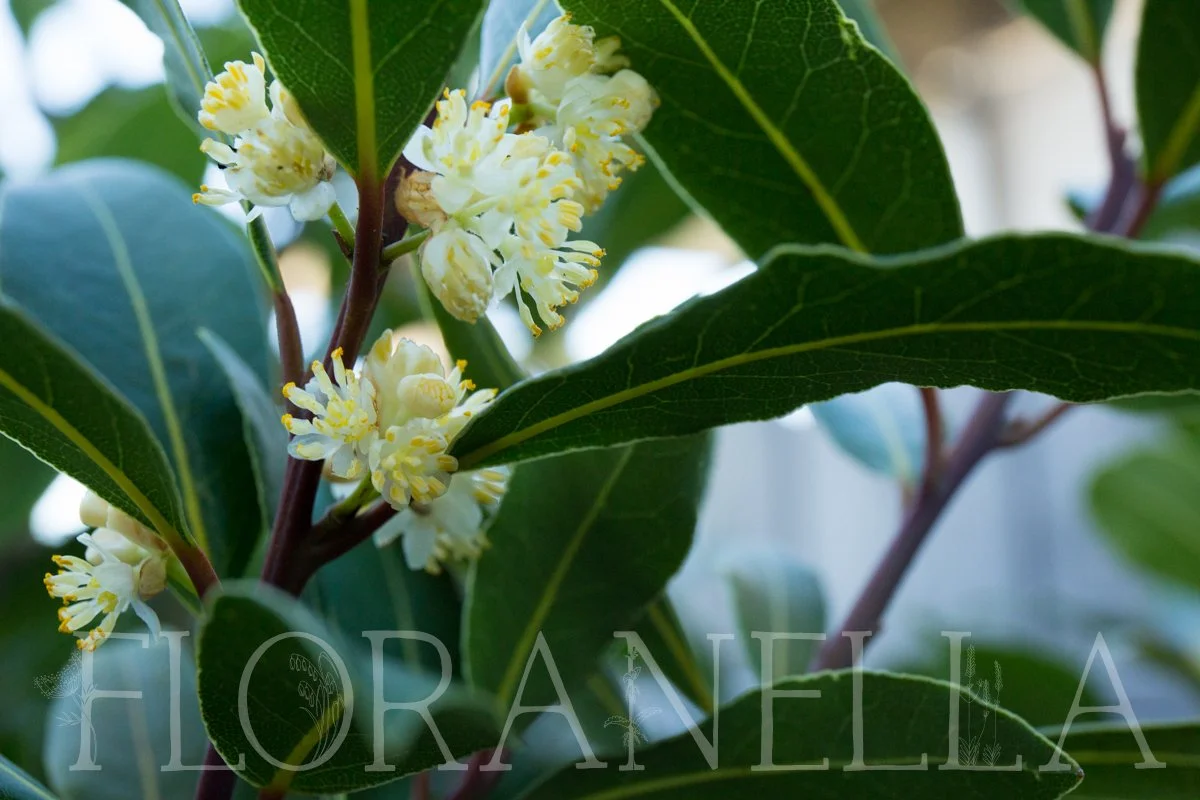 How to Grow Bay Leaf (Bay Laurel) — Floranella
